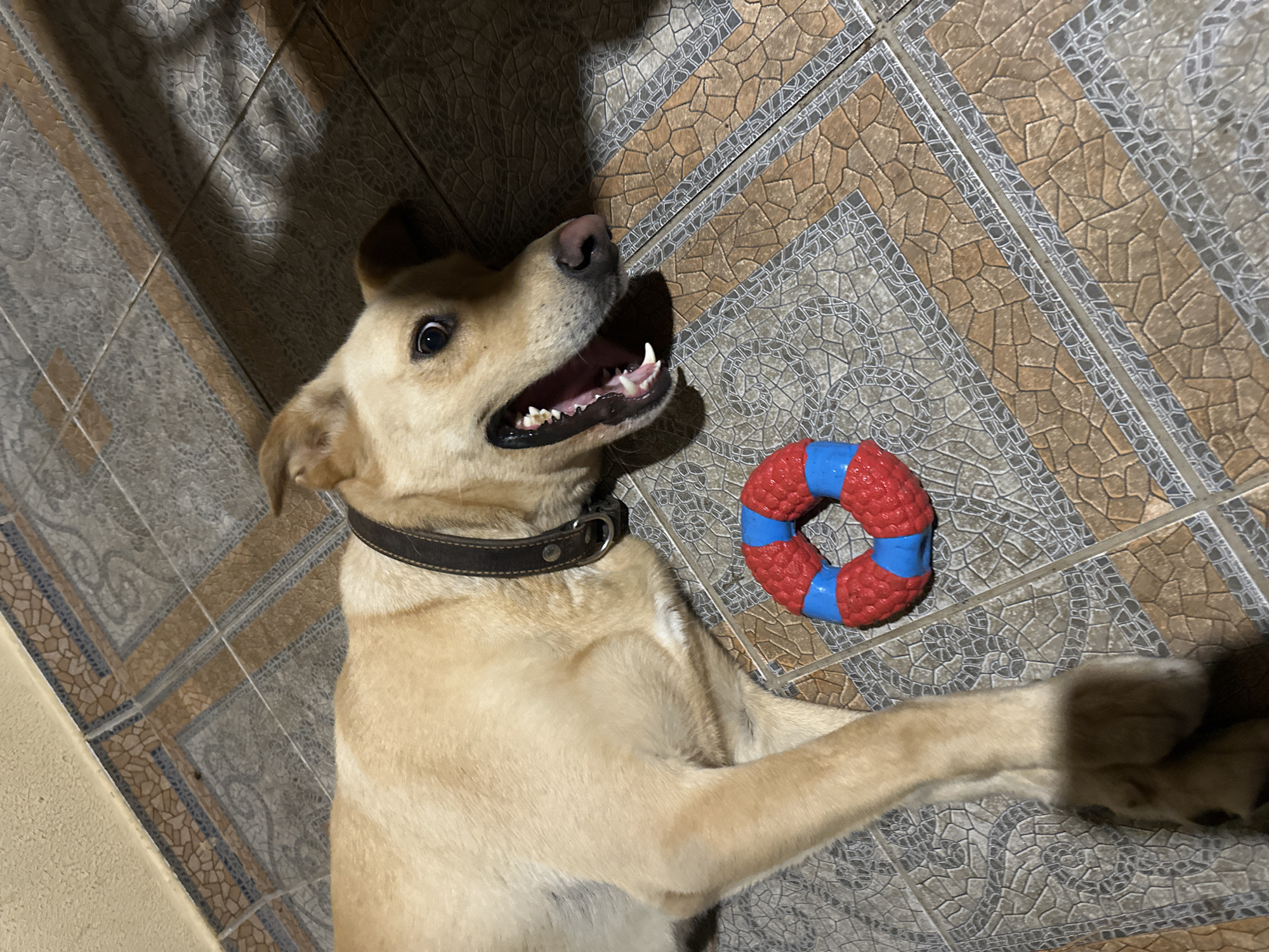 A light-colored dog with a dark collar is lying on a tiled floor. The dog's mouth is open, revealing its teeth and tongue, and its eyes are wide. In front of the dog is a red and blue ring-shaped toy. The floor is made of patterned tiles in shades of brown, gray, and white. The lighting suggests an indoor setting, with shadows cast on the floor. The scene is forensic in its detail, capturing the dog's open mouth, the toy's texture, and the tiled floor's pattern without interpretation. There is no information in the image to suggest this scene is located in Sochi, Russia.