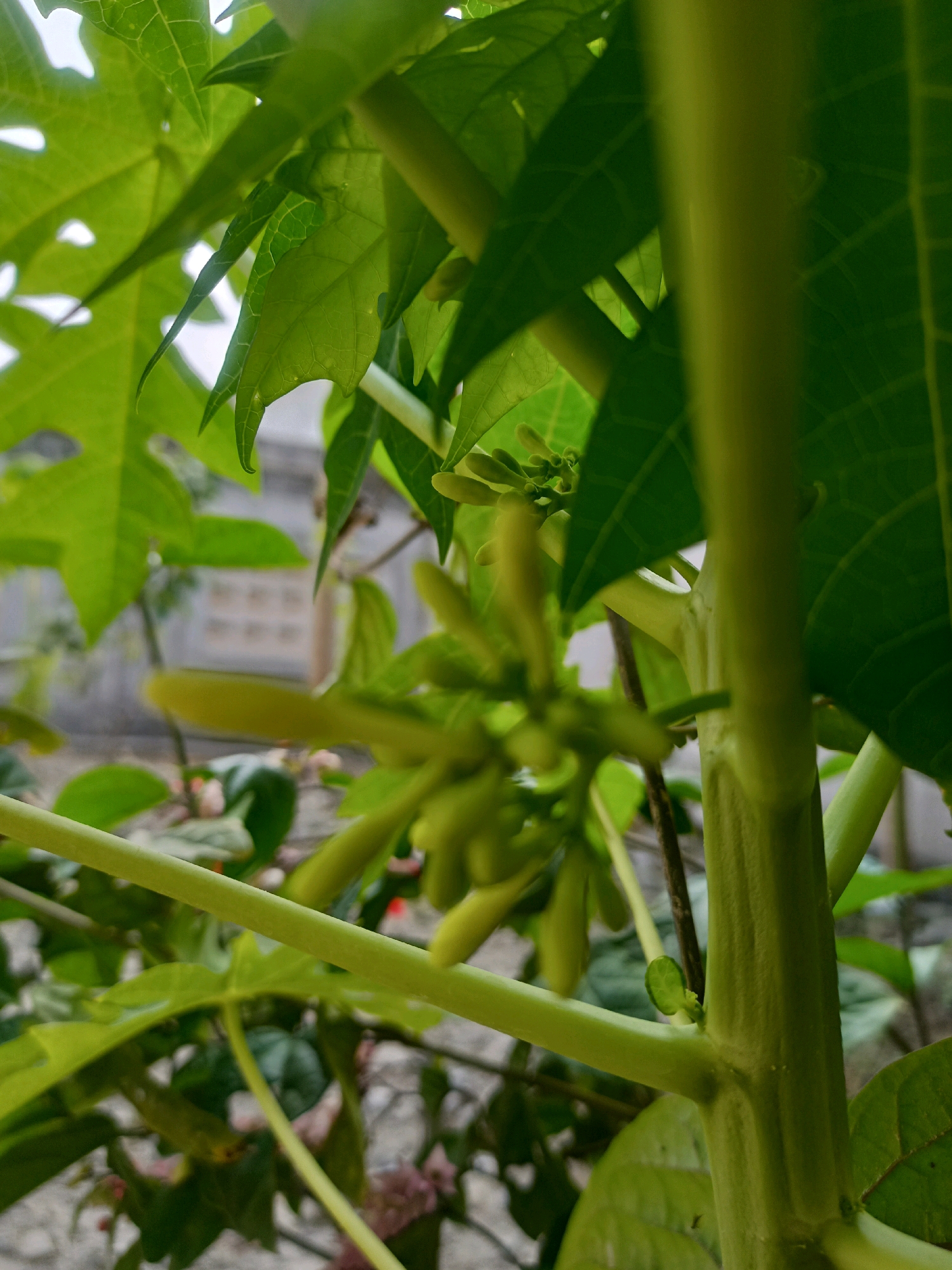 The image shows a close-up view of a papaya plant's stem and leaves, with a cluster of developing papaya flowers or fruit in the foreground. The plant is green and lush, with prominent veins on the leaves. In the background, a blurred residential building with a tiled roof is visible, suggesting an urban or suburban environment. The lighting indicates it is daytime, likely outdoors, with sunlight filtering through the leaves. The location is identified as Karangtalun, Indonesia. There are no people or animals present in the image. The scene is static and focuses on the botanical details of the papaya plant.