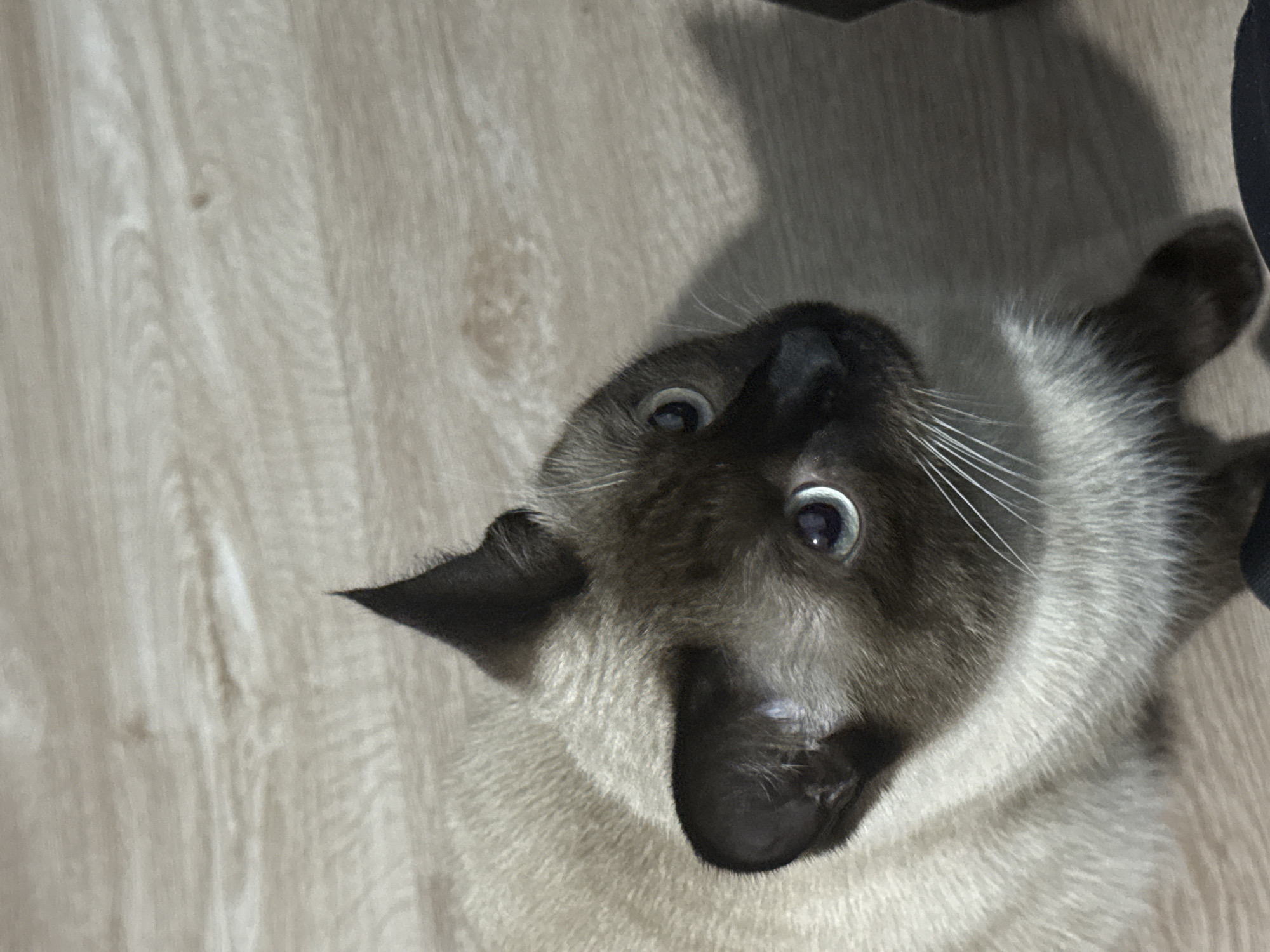 A close-up, high-angle shot shows the head and upper body of a Siamese cat lying on a light-colored wooden floor. The cat's fur is a mix of cream and brown, with darker brown markings on its face and ears. Its eyes are wide open and light blue, looking upwards. The wooden floor has a visible grain pattern. The image was taken in the city of Vostok, Kyrgyzstan.