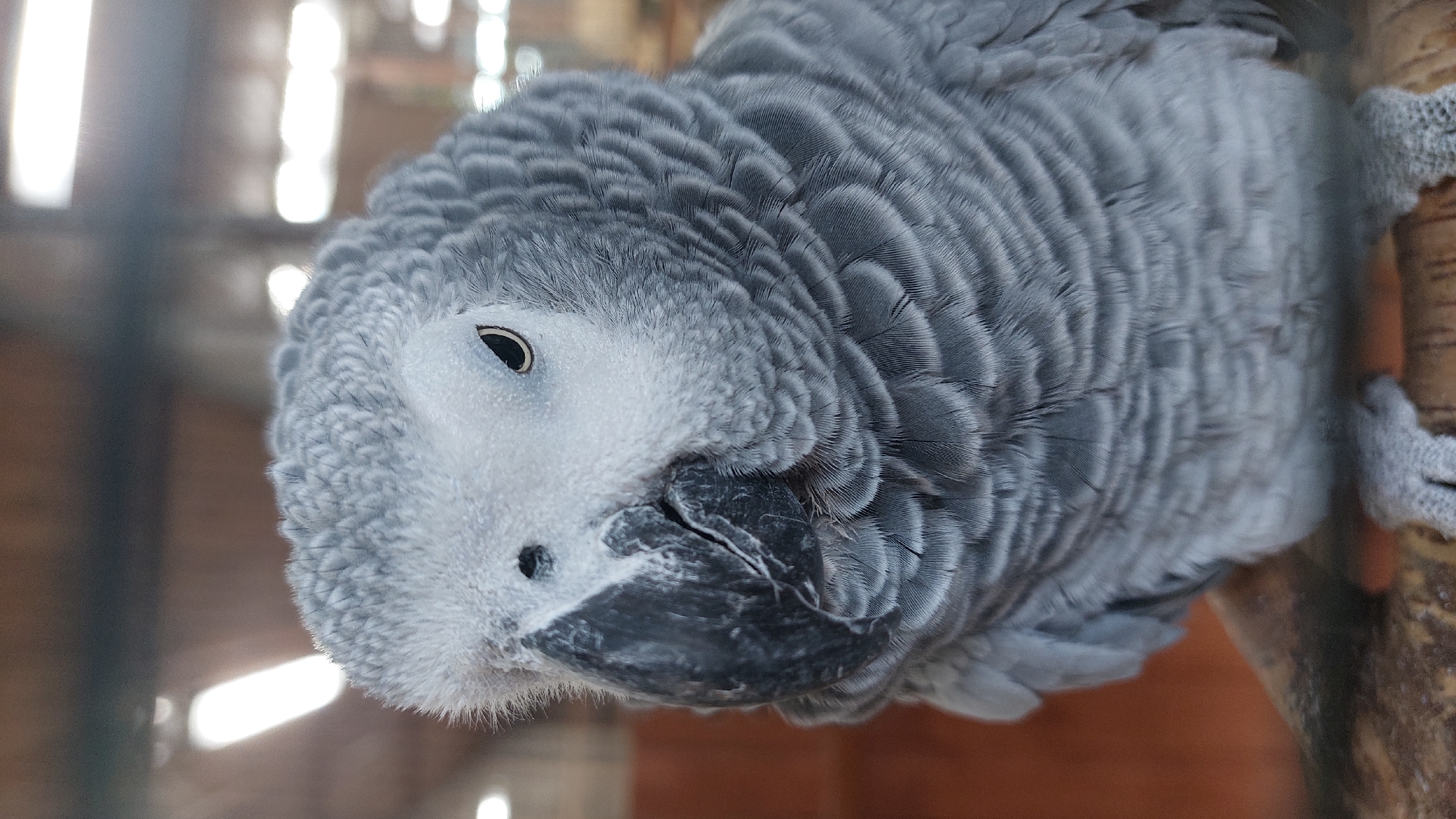 This is a close-up, eye-level shot of an African Grey parrot resting on a perch, likely indoors given the background. The parrot is the sole subject, filling most of the frame. Its feathers are a detailed tapestry of various shades of grey, intricately patterned with lighter grey edges that create a scaled effect. The bird's head is tilted, and its eye, a dark, glossy oval with a white ring, is visible and focused. Its beak is a dark grey, with a distinct lighter grey patch near the tip. The parrot's feet, a pale grey with visible scaly texture and sharp talons, are gripping a textured, brownish-orange perch that extends into the right side of the frame. The background is softly blurred, with vertical streaks of light suggesting windows or open spaces, and warmer, reddish-brown tones from what could be wooden structures or walls. The overall lighting is somewhat bright and diffused, possibly indicating daytime. No text is visible. The image captures a moment of stillness, with the parrot appearing calm and alert.