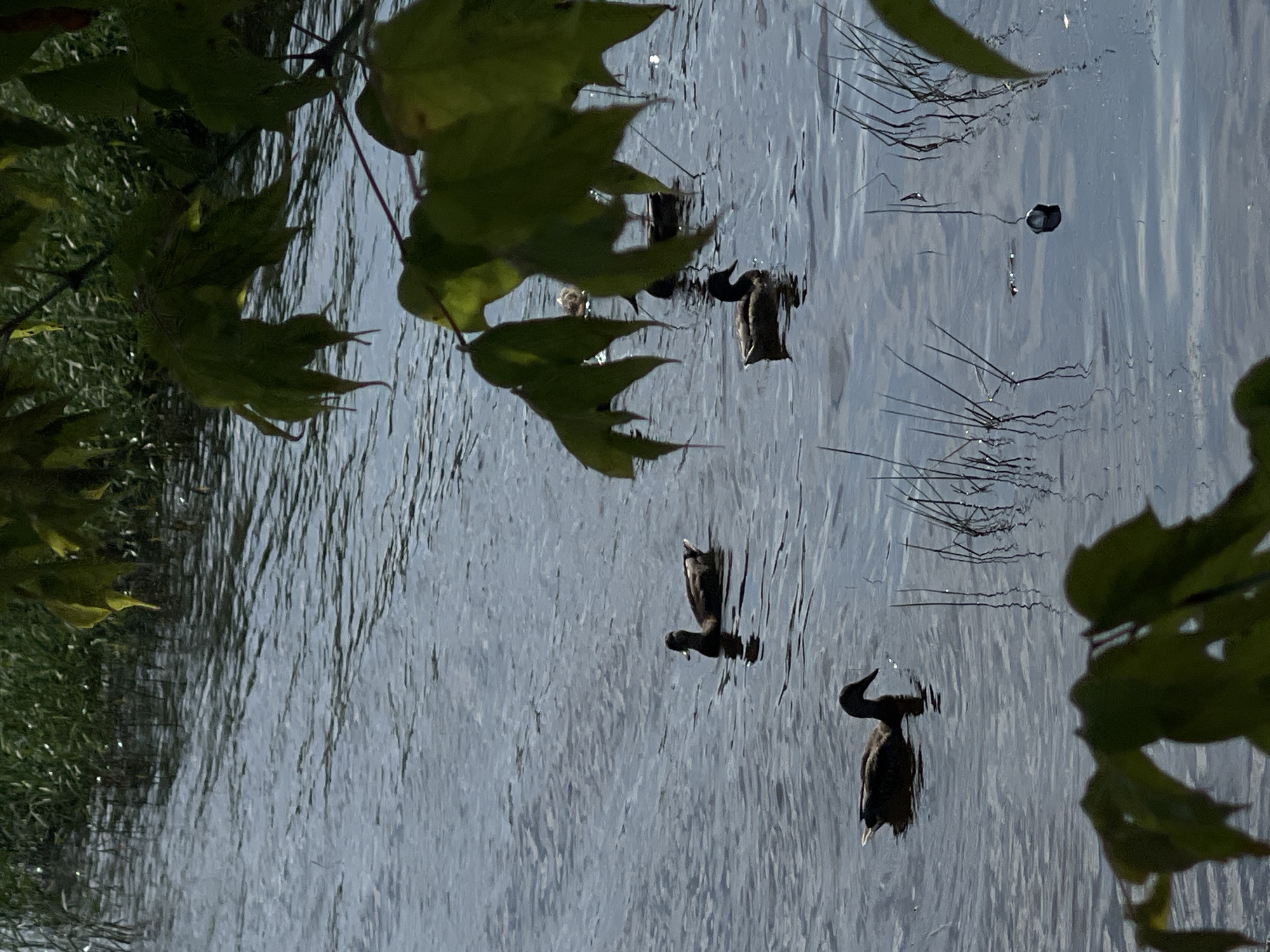A body of water, possibly a river or lake, with ripples reflecting the sunlight. Several ducks are swimming on the water. Green leaves from a tree in the foreground partially obscure the view. The background shows tall green grass and reeds. A small dark object, possibly a piece of trash, is floating on the water in the lower right quadrant. No specific location in Izhevsk, Russia can be determined from the image.