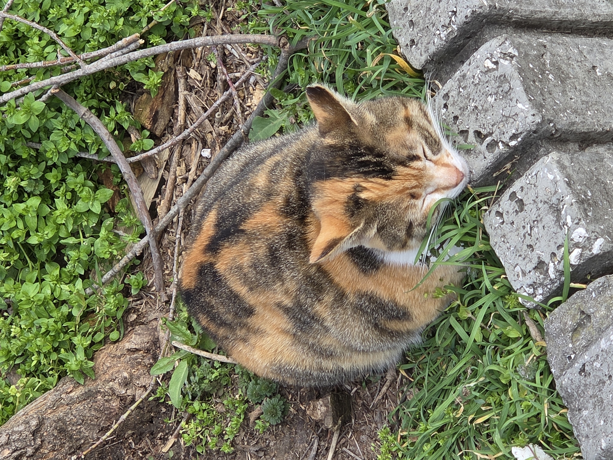 A cat with a brown and black striped coat is curled up in a grassy area next to a concrete structure. The cat's eyes are closed and its head is resting against the concrete. To the left of the cat, there are small green plants and twigs. The location is in Varna, Bulgaria.