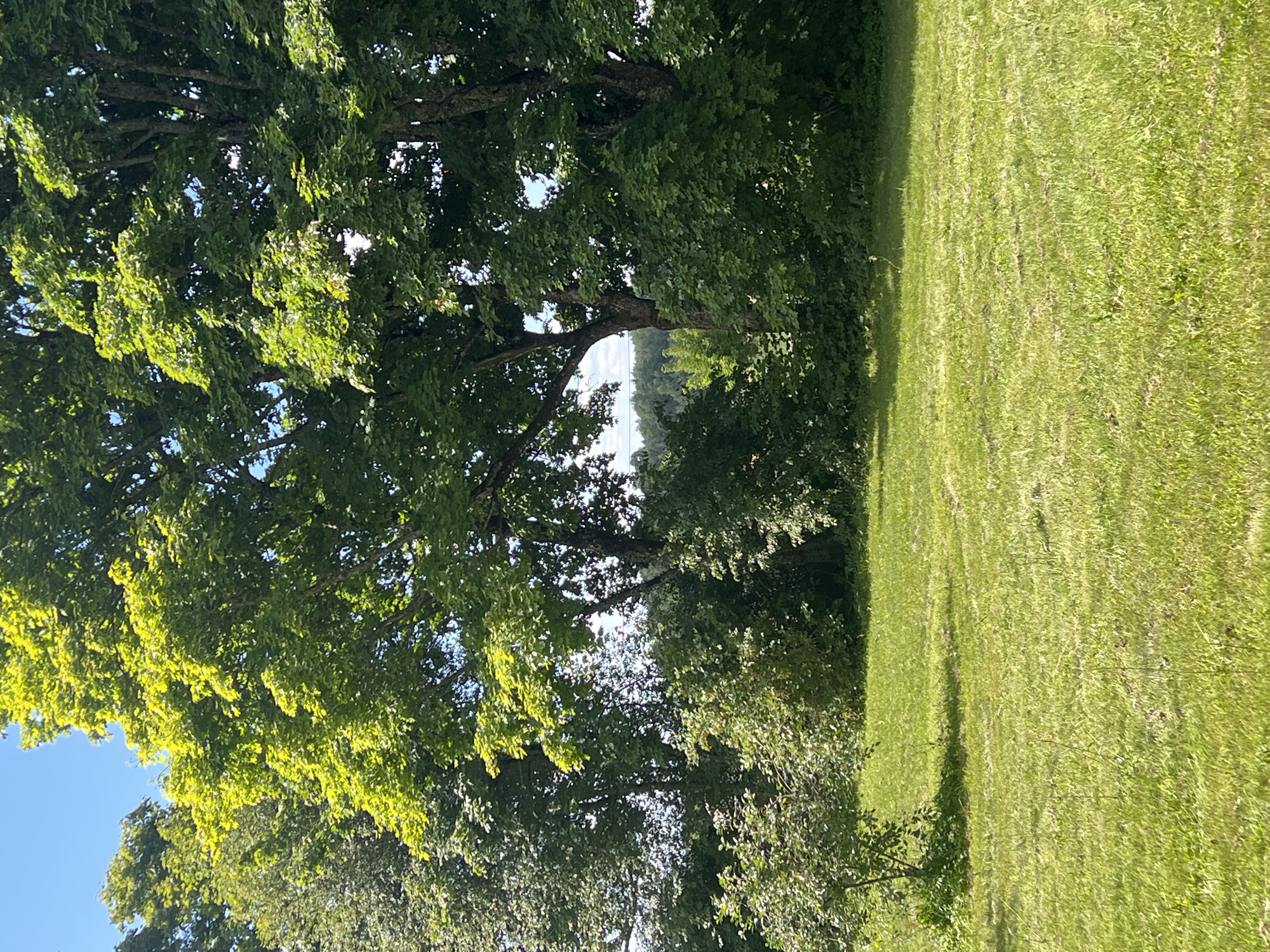 A low-angle, vertical shot captures a vibrant green lawn stretching towards a dense line of trees. The lawn is well-maintained, with shadows from the trees dappling its surface. The trees, some with bright green foliage catching the sunlight, form a natural backdrop. In the mid-ground, a few smaller bushes are visible. The sky is a clear blue, with faint clouds present. The image appears to be taken in Daulėnai, Lithuania, suggesting a rural or suburban outdoor setting. No people or specific objects are in focus, the scene is primarily focused on the natural environment.