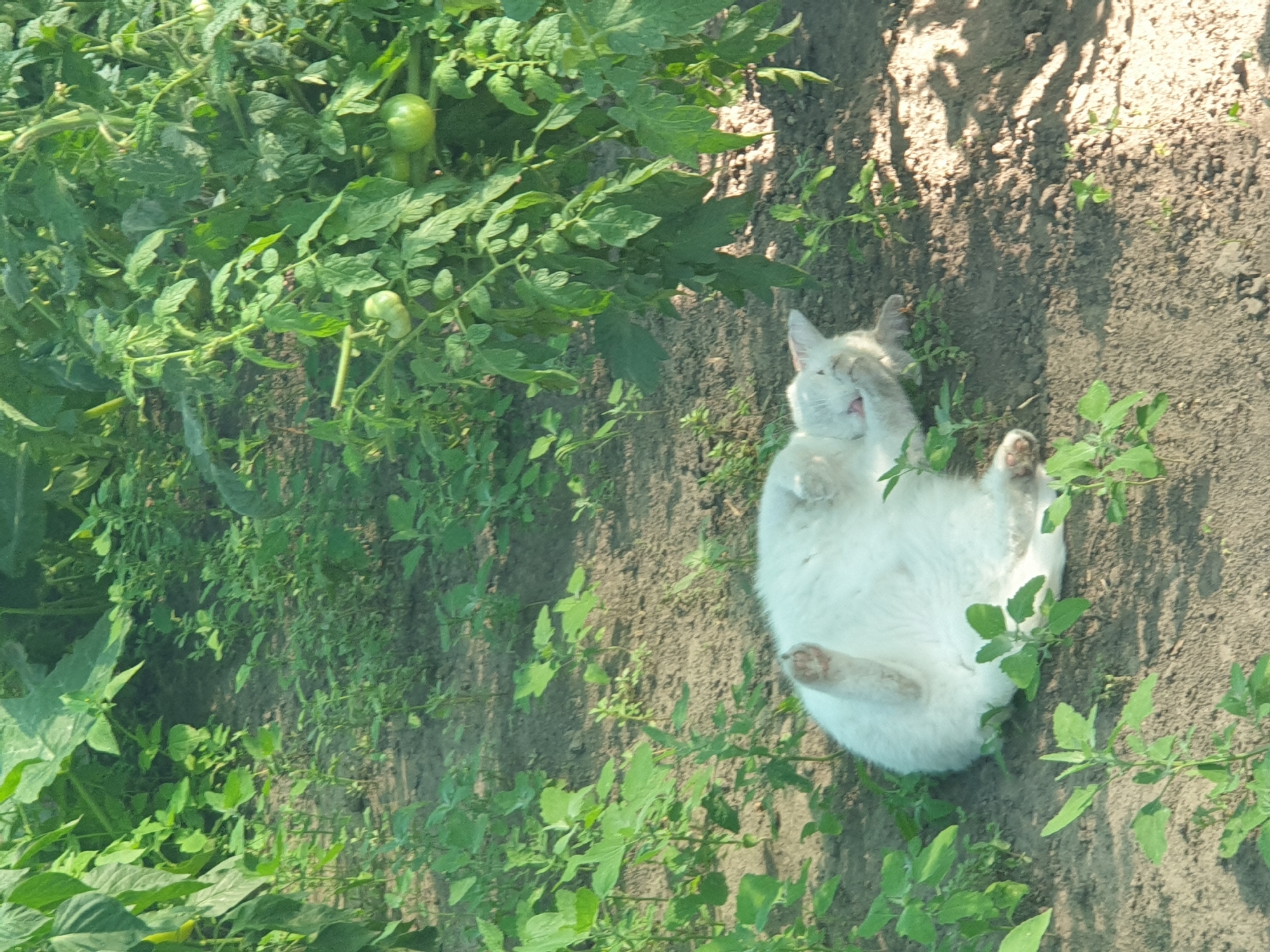 A white cat is lying on its back in the dirt between tomato plants in the village of Lozovyi Yar, Ukraine. The cat is relaxed and appears to be sleeping or resting in the sun. The tomato plants are green and healthy, with some green tomatoes visible. The ground is dry and dusty, with some weeds growing throughout. The overall scene is one of a peaceful summer day in a rural setting.