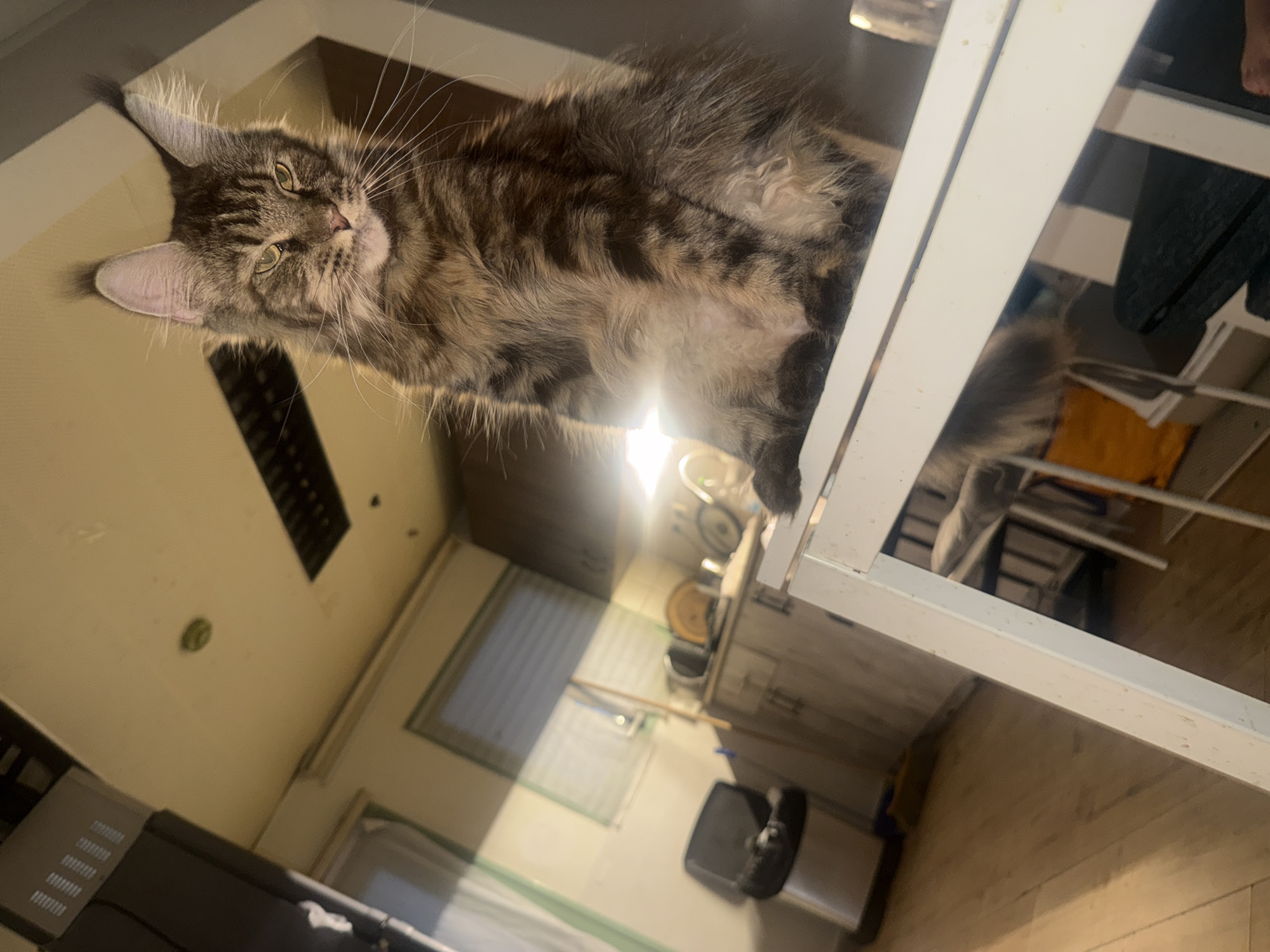 The image shows a cat resting on a shelf with a bright light shining from above. The cat has tabby markings and appears to be a Maine Coon, with its large size and bushy tail. The background is a room, possibly a kitchen or utility area, with cabinets, appliances, and a window visible. The lighting suggests it might be daytime, with sunlight streaming in. The cat's expression is relaxed and content. The overall scene is domestic and casual.