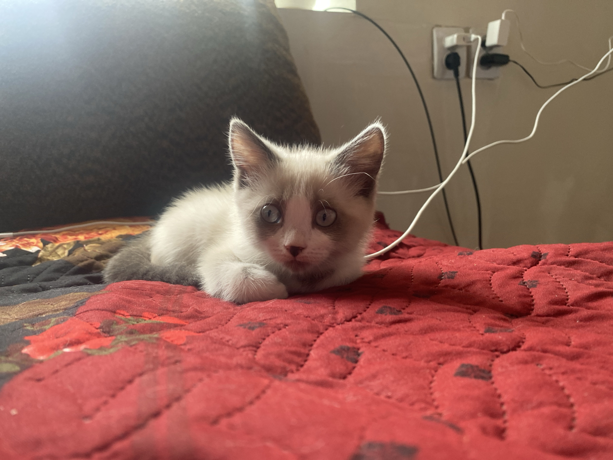 A young, light-colored kitten with darker points on its ears and face is lying on a red quilted blanket. The kitten's eyes are open and are a light blue color. The kitten's paws are tucked underneath its body. The background is out of focus and shows a wall with electrical outlets and cords. The scene appears to be indoors.