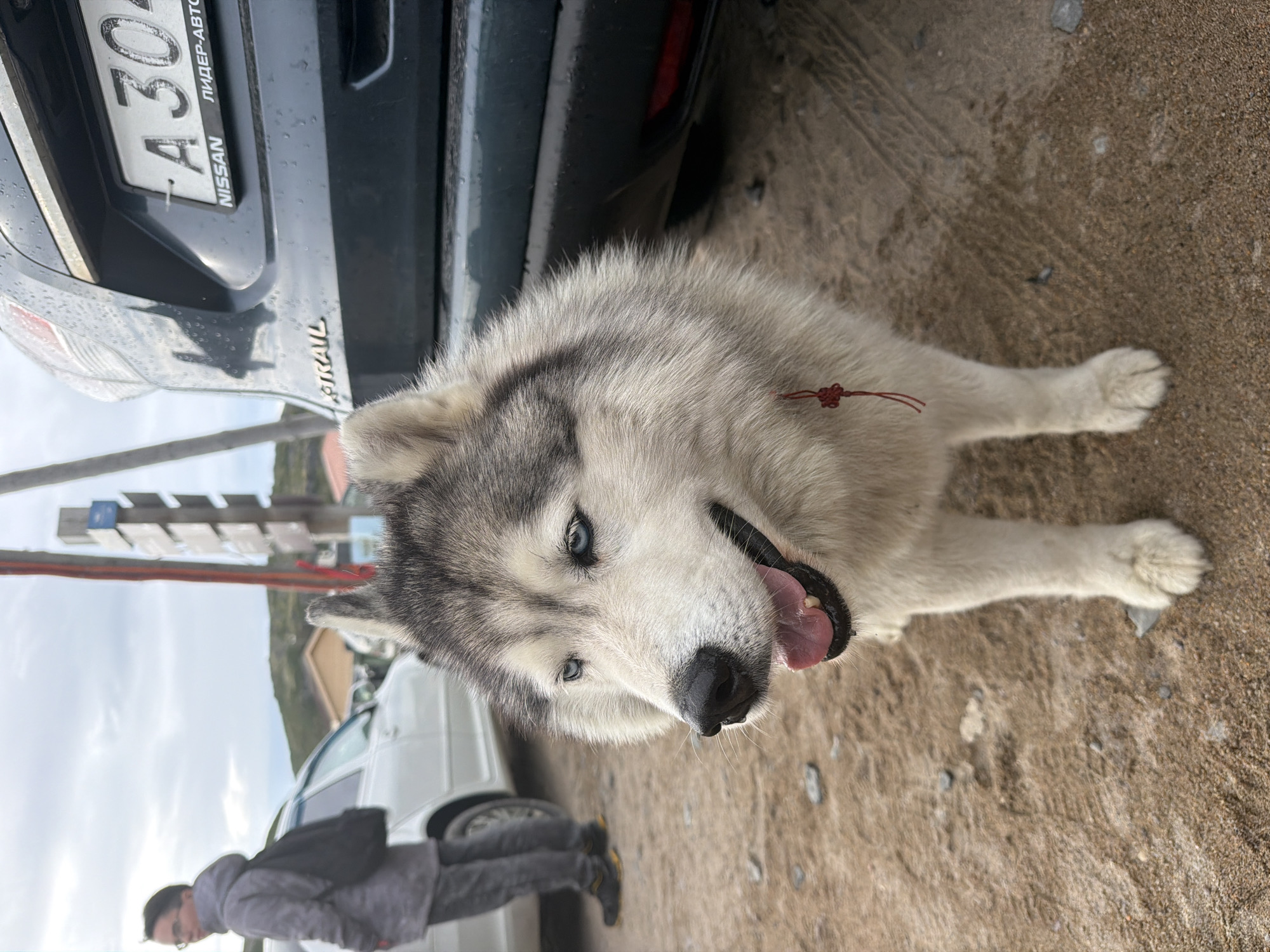 A Siberian Husky dog with blue eyes and a red string collar stands on a sandy surface, facing the camera. The dog's mouth is open, showing its tongue. Behind the dog, a dark-colored Nissan X-Trail vehicle is partially visible, with its license plate reading "A 304 AA". A white car is parked to the left of the vehicle, and a person in a grey hooded jacket and backpack is walking away from the camera to the left of the white car. The background shows a landscape with hills and a cloudy sky. The scene appears to be in Teriberka, Russia, based on the car's license plate format, which is typical for Russian license plates.
