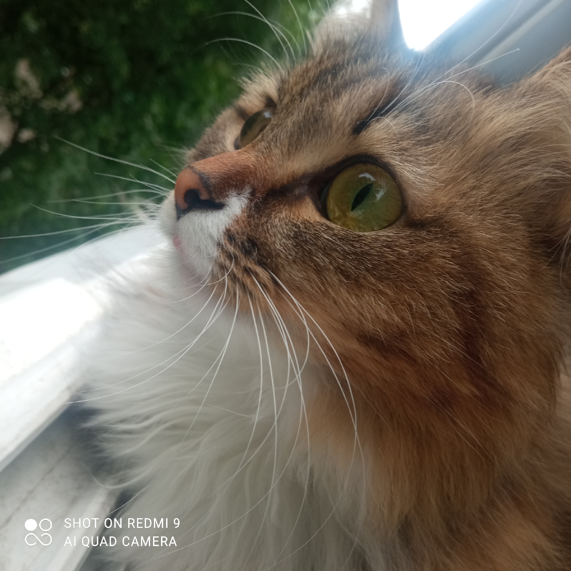 A close-up photograph shows a cat with golden eyes looking upward. The cat has brown and white fur. The cat is perched near a window, with green foliage visible outside. The watermark in the bottom left corner indicates the photo was taken with a Redmi 9 AI Quad Camera. The location is Chaikovsky, Russia.