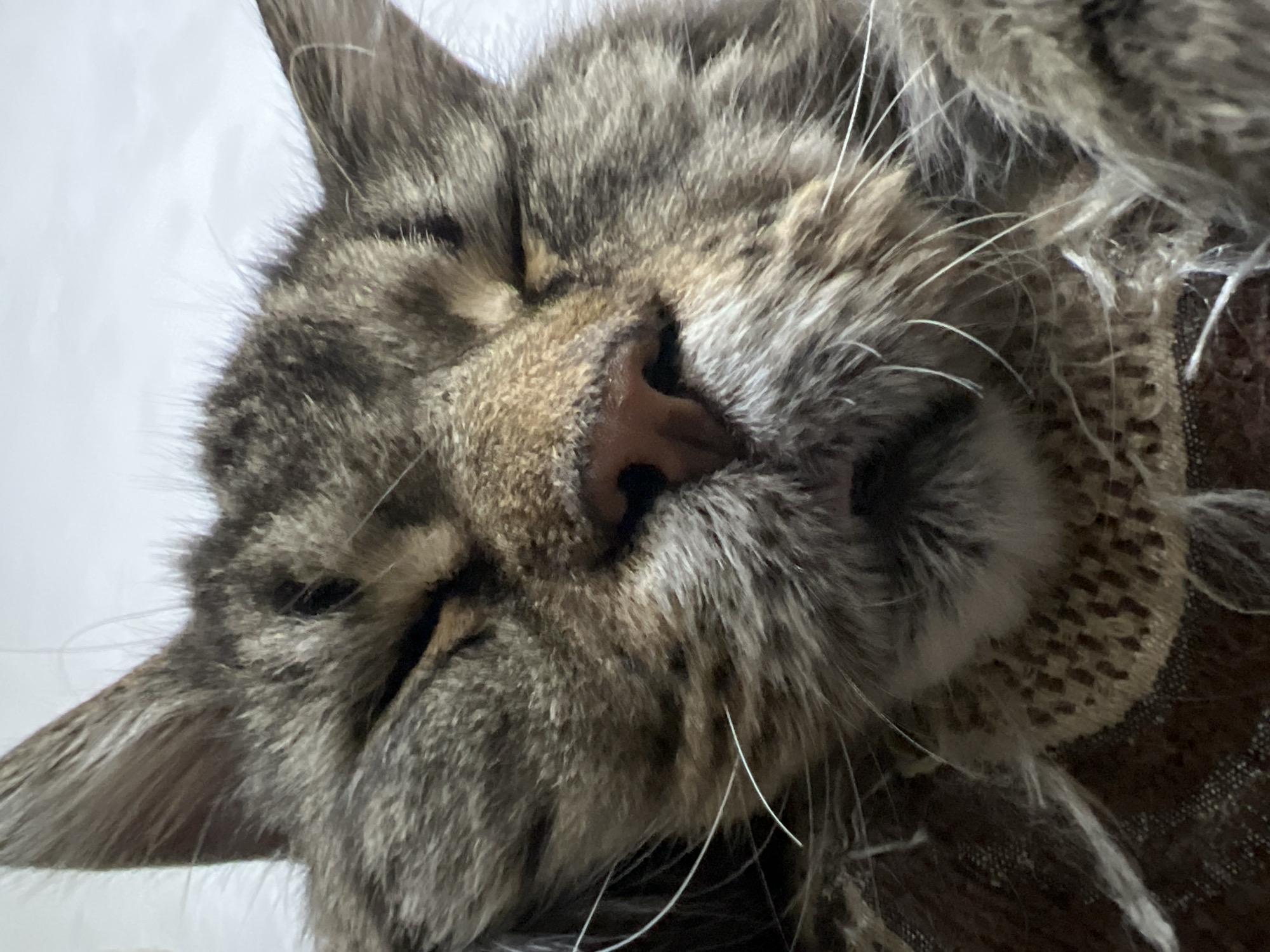The image is a close-up, low-angle, eye-level shot of a tabby cat sleeping. The cat's eyes are closed, and its face is in focus, filling most of the frame. Its fur is brown and black, with distinct tabby markings. The cat's pink nose is visible, along with long white whiskers. The cat appears to be lying on a textured brown fabric, possibly a blanket or sweater, with a lacy trim visible around its neck. The background is a blurred, bright white, suggesting an indoor environment with soft lighting. The cat's ears are visible at the top of the frame, and the overall impression is one of peaceful slumber. The image does not depict any identifiable urban setting or location.
