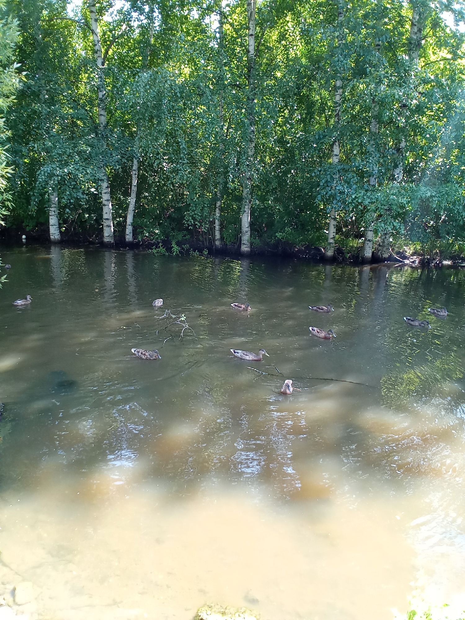 The image depicts a serene natural scene likely located in the city of Belozersk, Russia. The foreground is dominated by a tranquil body of water, possibly a lake or slow-moving river, with a sandy or light-colored bottom visible in the shallower areas. The water is murky, reflecting the surrounding greenery. Several ducks are present in the water, swimming individually or in small groups, indicating a natural habitat. In the background, a dense line of trees, primarily birch trees with their distinctive white bark, forms a lush green canopy. The trees appear to be growing along the water's edge, creating a natural and undisturbed environment. The overall impression is one of peaceful coexistence between wildlife and nature.