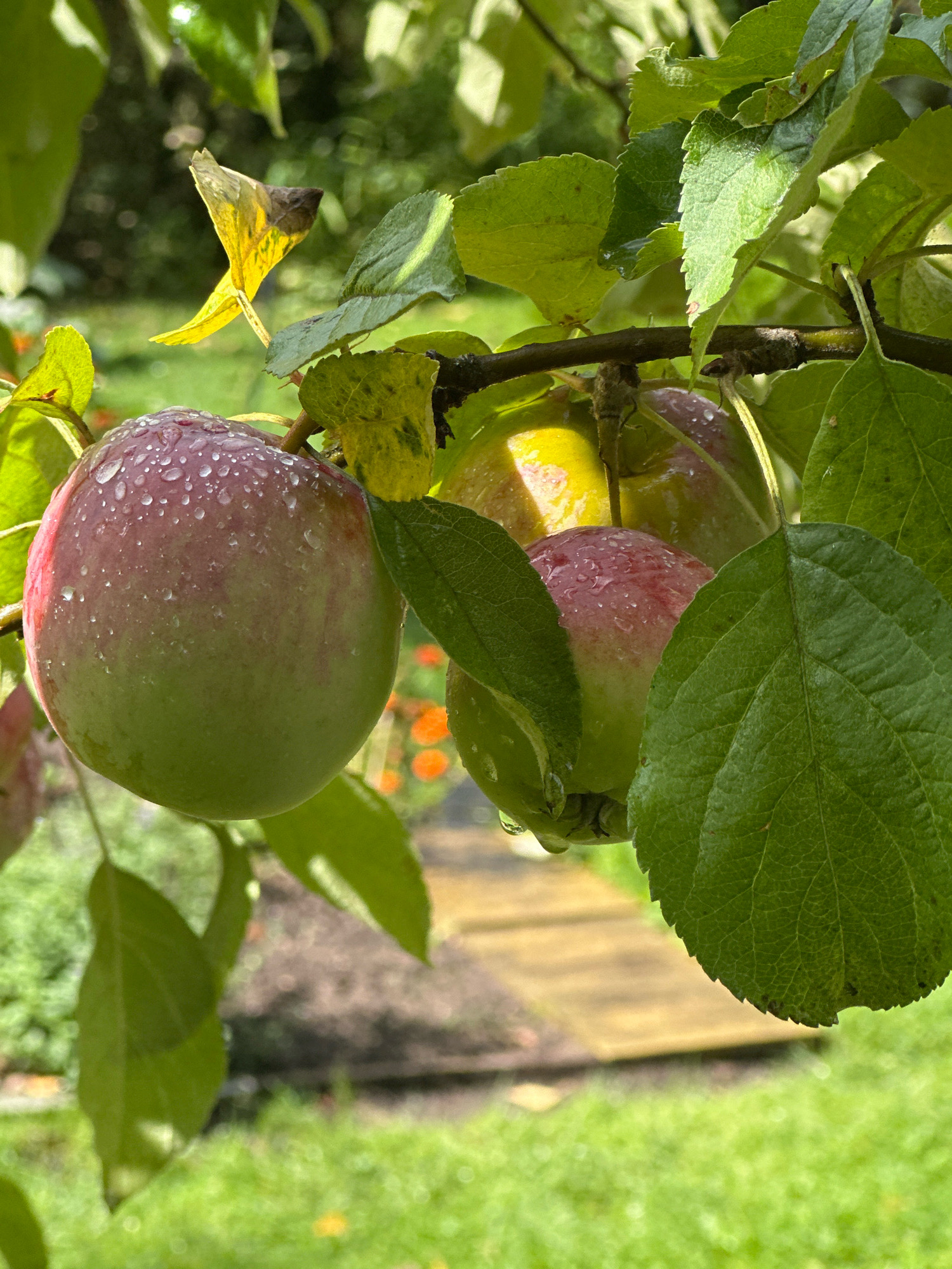 This close-up, vertical shot depicts a cluster of ripe apples hanging from a branch in an orchard, likely located in the Калодзішчанскі сельскі Савет region of Belarus. The apples, appearing to be a mix of green and red hues, are covered in numerous water droplets, suggesting recent rainfall or dew. Lush green leaves, some showing signs of yellowing or browning, frame the fruit and the branch. In the background, a blurred path made of wooden planks winds through a green grassy area, with hints of orange flowers visible further back. The lighting suggests it is daytime, with sunlight filtering through the foliage, creating highlights and shadows. The scene is natural and tranquil, focusing on the details of the fruit and surrounding plant life.