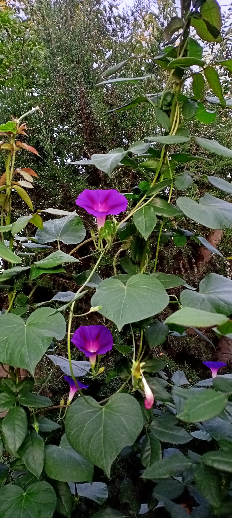 The image shows a close-up of a vine with several vibrant purple morning glory flowers in bloom. The vine is intertwined with lush green leaves, some of which are heart-shaped. In the background, a dense evergreen shrub or tree provides a dark, textured backdrop. The lighting suggests it is either early morning or late afternoon, casting a soft glow on the flowers and leaves. There are no people or animals visible in the scene. The overall setting appears to be a garden or natural area, consistent with a residential yard or park in a temperate climate. The exact location in Sokuluk, Kyrgyzstan, cannot be determined from the visual information alone, as the image lacks any identifying landmarks or specific geographical features.