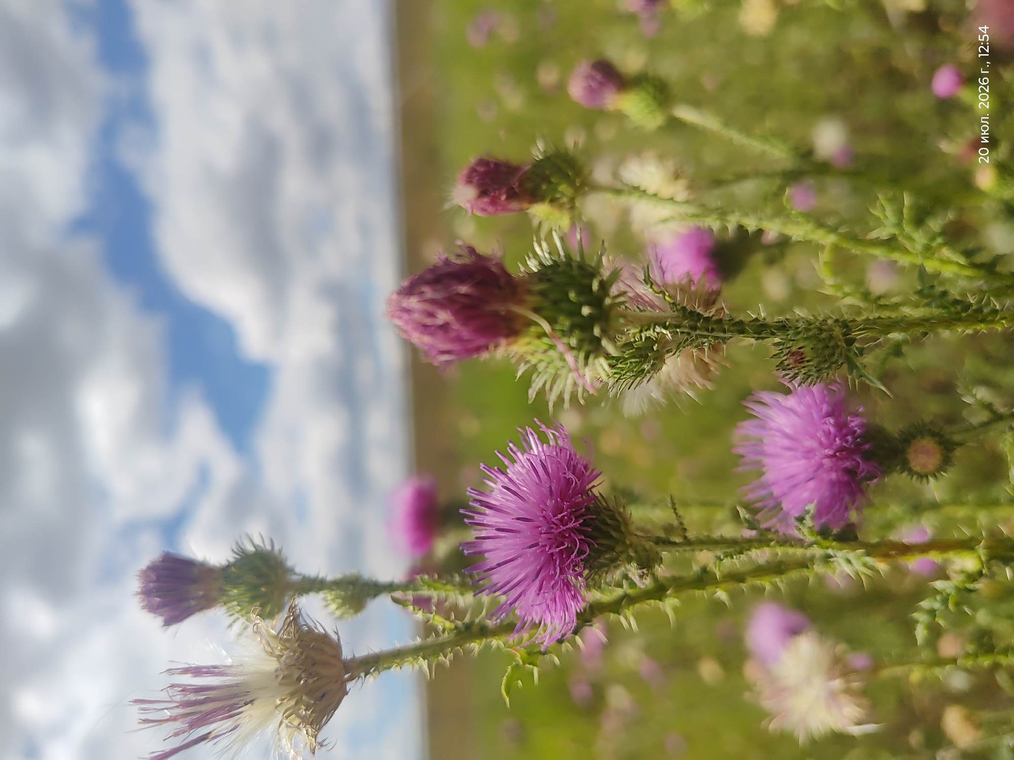 A close-up, low-angle shot features a field of purple thistles under a cloudy sky. The thistles, some in full bloom and others in bud, are the primary subjects, with their spiky stems and vibrant petals sharply in focus. In the background, a blurred field stretches towards a distant horizon, with the sky appearing overcast with patches of blue. A timestamp in the bottom right corner reads "20 июл. 2026 г., 12:54". The setting is identified as Aidarly, Kazakhstan. There are no people or animals visible in the image.
