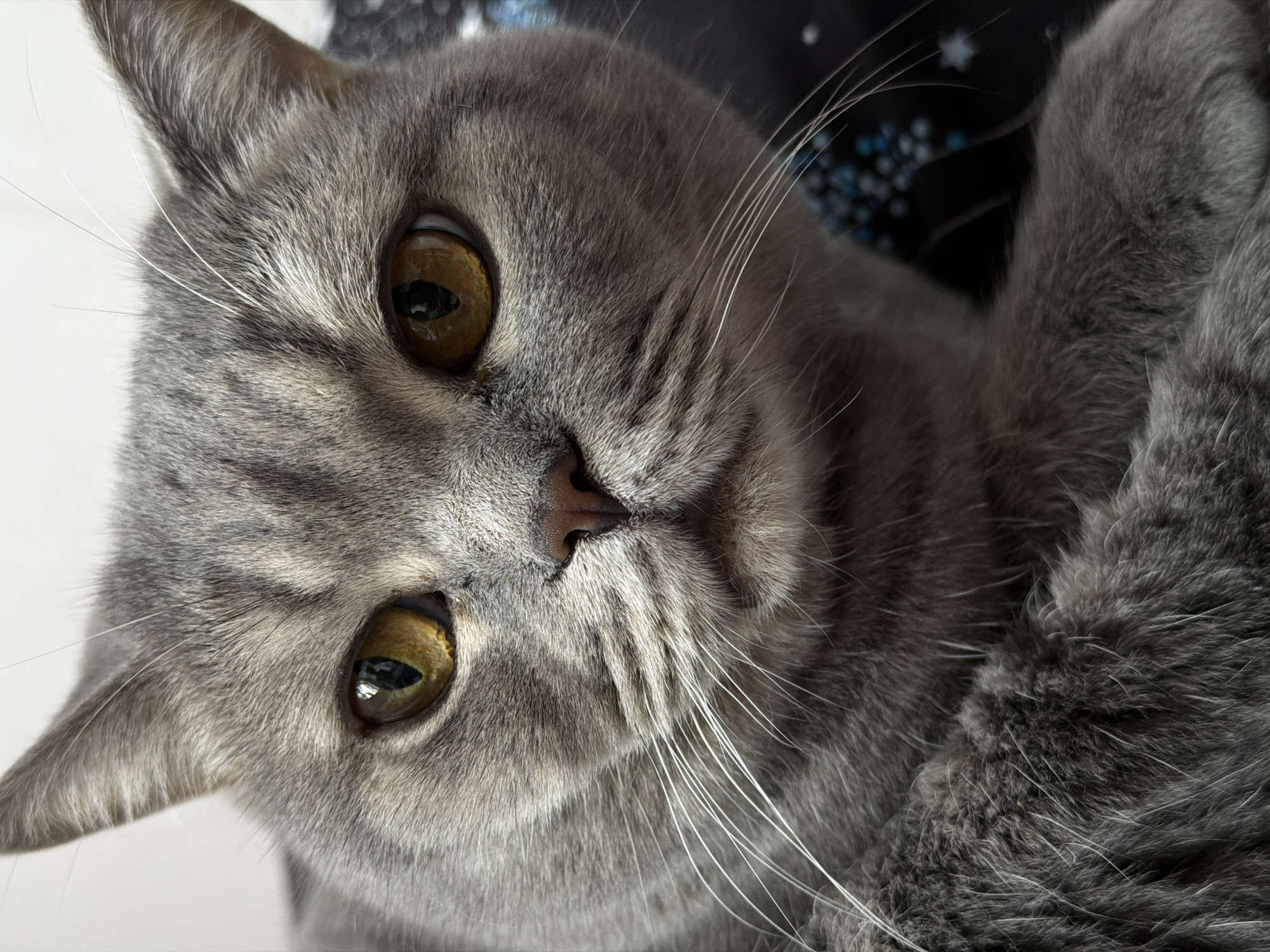 A close-up, slightly angled portrait photograph shows a grey tabby cat with large, amber-colored eyes. The cat's head is tilted to the left, and its body appears partially visible in the right side of the frame. The background is a blurry mix of white and dark colors, possibly fabric with star patterns. The cat's fur is short and dense. The location is not indicated.