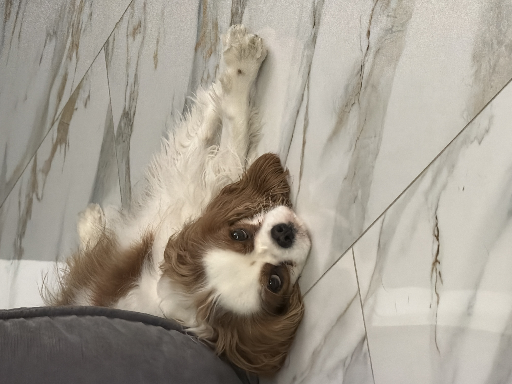 A Cavalier King Charles Spaniel lies on its back on a gray dog bed placed on a marble-tiled floor. The dog is positioned upside down, with its brown and white fur visible. Its head is tilted, facing the camera with wide, dark eyes. The background consists of white marble tiles with gray veining. The location is Молодёжный, Russia.