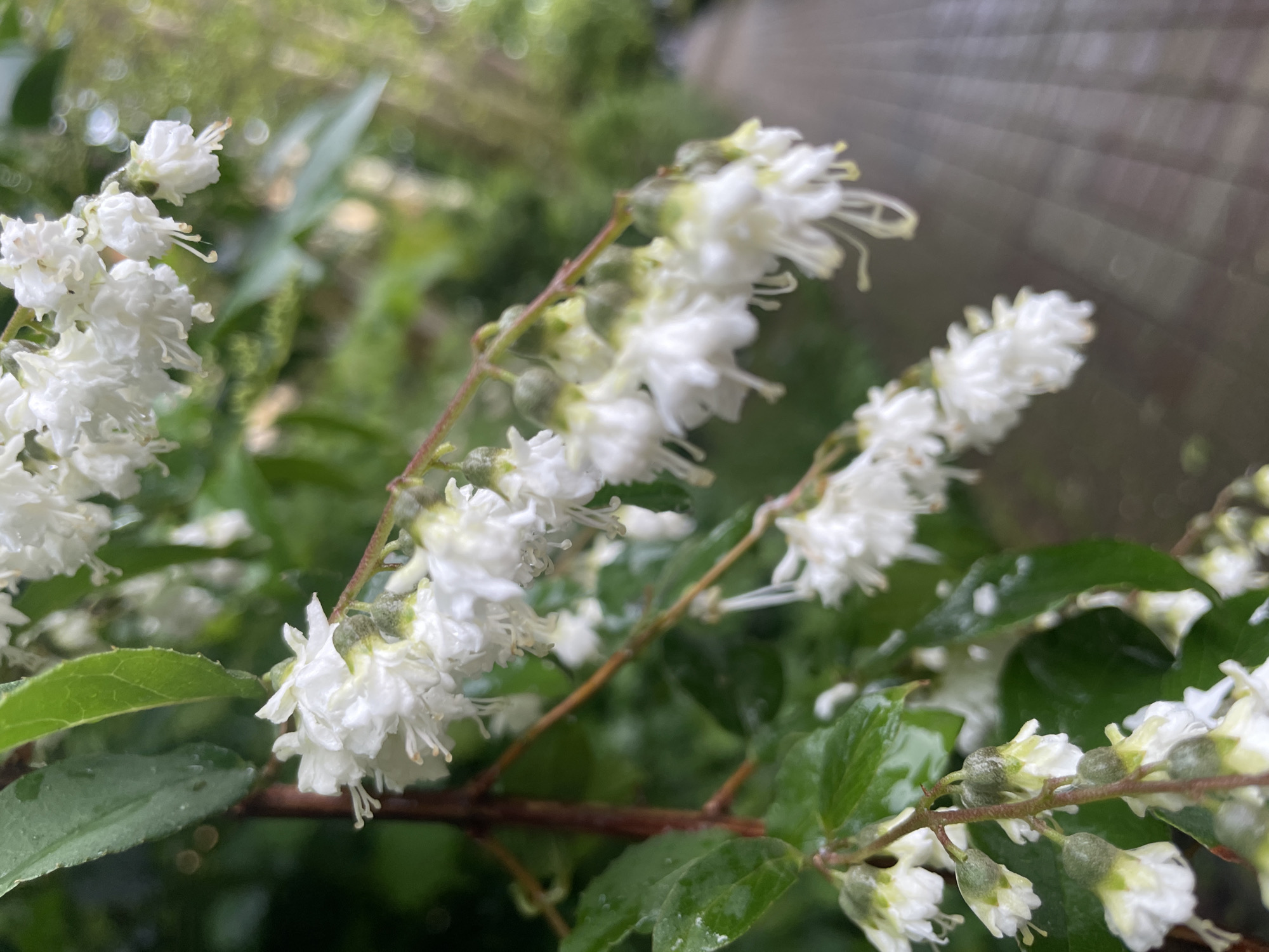 The image depicts a close-up of a flowering shrub with white flowers and green leaves. The flowers are densely packed along the stem, creating a plume-like appearance. The leaves are glossy and appear wet. The background is blurred, suggesting a garden or natural setting.
There is no information in the image that suggests it was taken in Sochi, Russia.