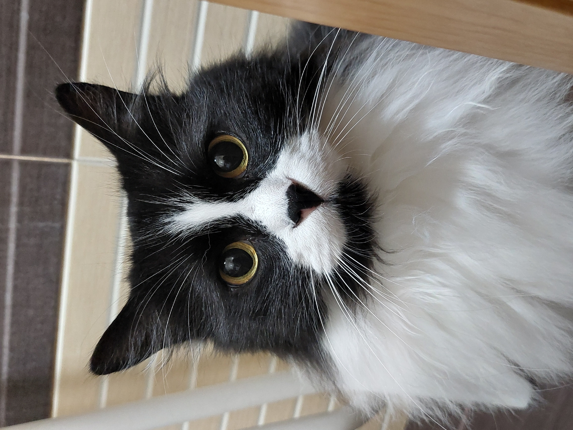 A close-up shot captures a black and white long-haired cat's face as it looks directly at the camera. The cat's fur is predominantly black on its head and ears, with a white stripe running down its nose and a fluffy white chest. Its large, round eyes are a striking golden yellow. The background features a tiled wall with horizontal stripes in shades of brown and beige. The cat appears to be indoors, possibly in a residential setting. There is no discernible location in Plovdiv, Bulgaria, or any other specific geographic information present in the image. The image focuses solely on the cat and its immediate surroundings.