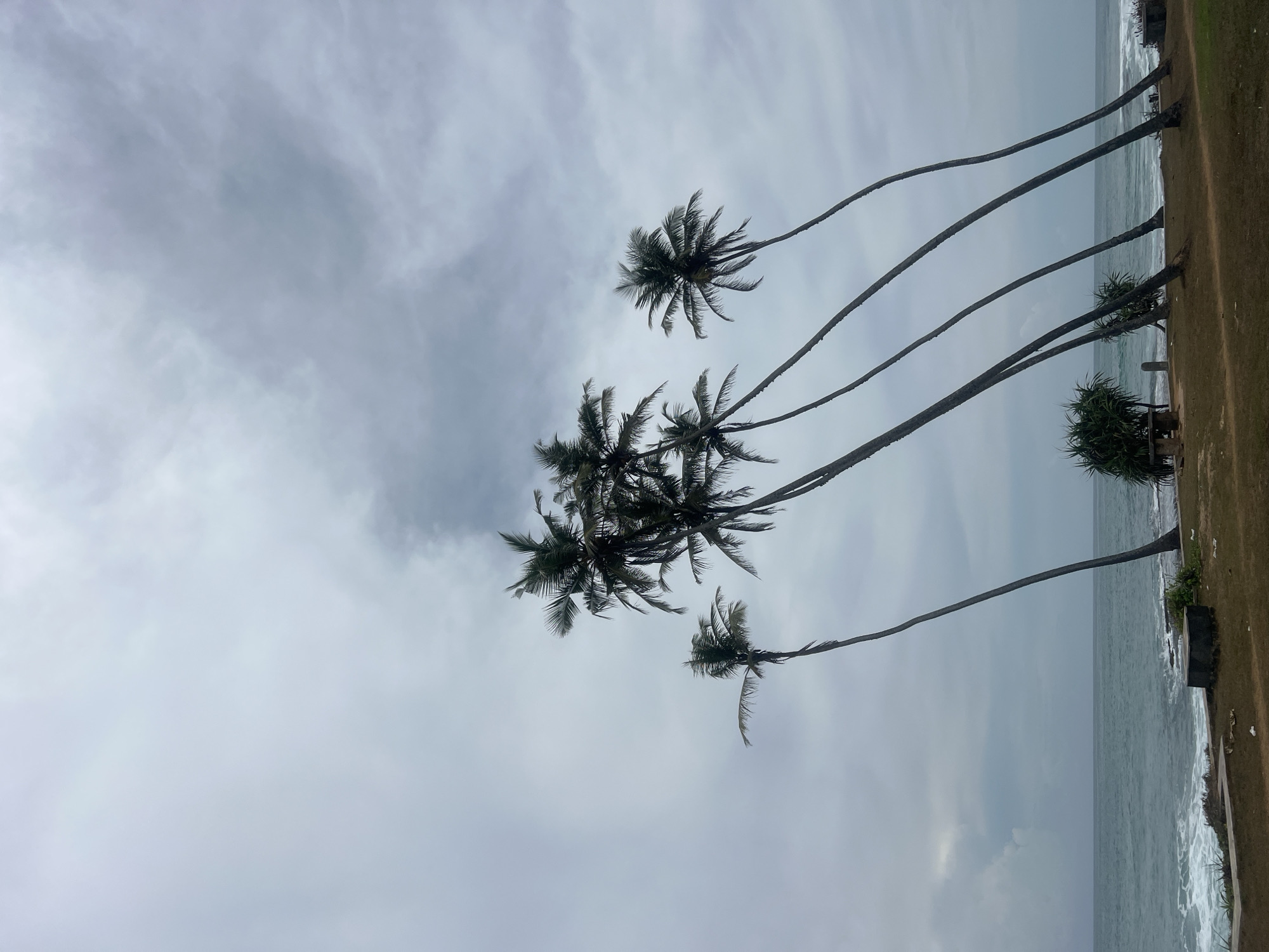 The image depicts a coastal scene in Habaraduwa, Sri Lanka, under an overcast sky. Several tall, slender coconut palm trees dominate the view, with their trunks curving towards the upper left of the frame. The crowns of the palm trees display dark green fronds against the gray sky. The ground area shows a strip of earth, likely a cliff edge or small embankment, leading down to the ocean. Waves are visible crashing along the shoreline. No people are visible.