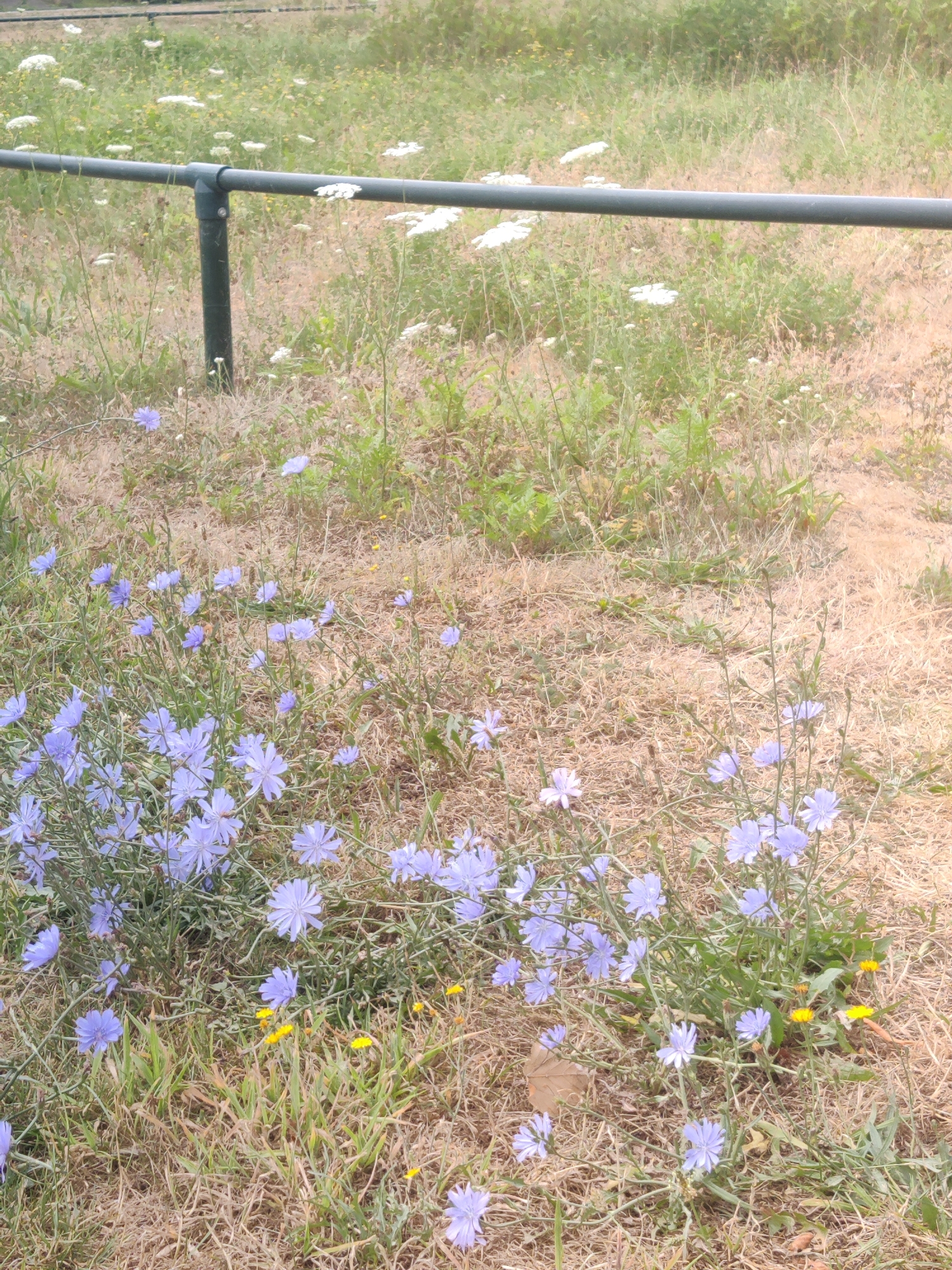 The image captures a close-up view of a grassy area with scattered wildflowers, likely in Winterswijk, Netherlands. A dark metal railing runs horizontally across the upper portion of the frame, supported by a dark, vertical pole. The ground is covered in dry, brown grass with patches of green growth and numerous small, light purple wildflowers, identified as chicory. There are also a few small yellow wildflowers visible. The background consists of more vegetation, appearing somewhat out of focus. No people or animals are present in the scene. The overall impression is a natural, outdoor setting with a man-made element (the railing).