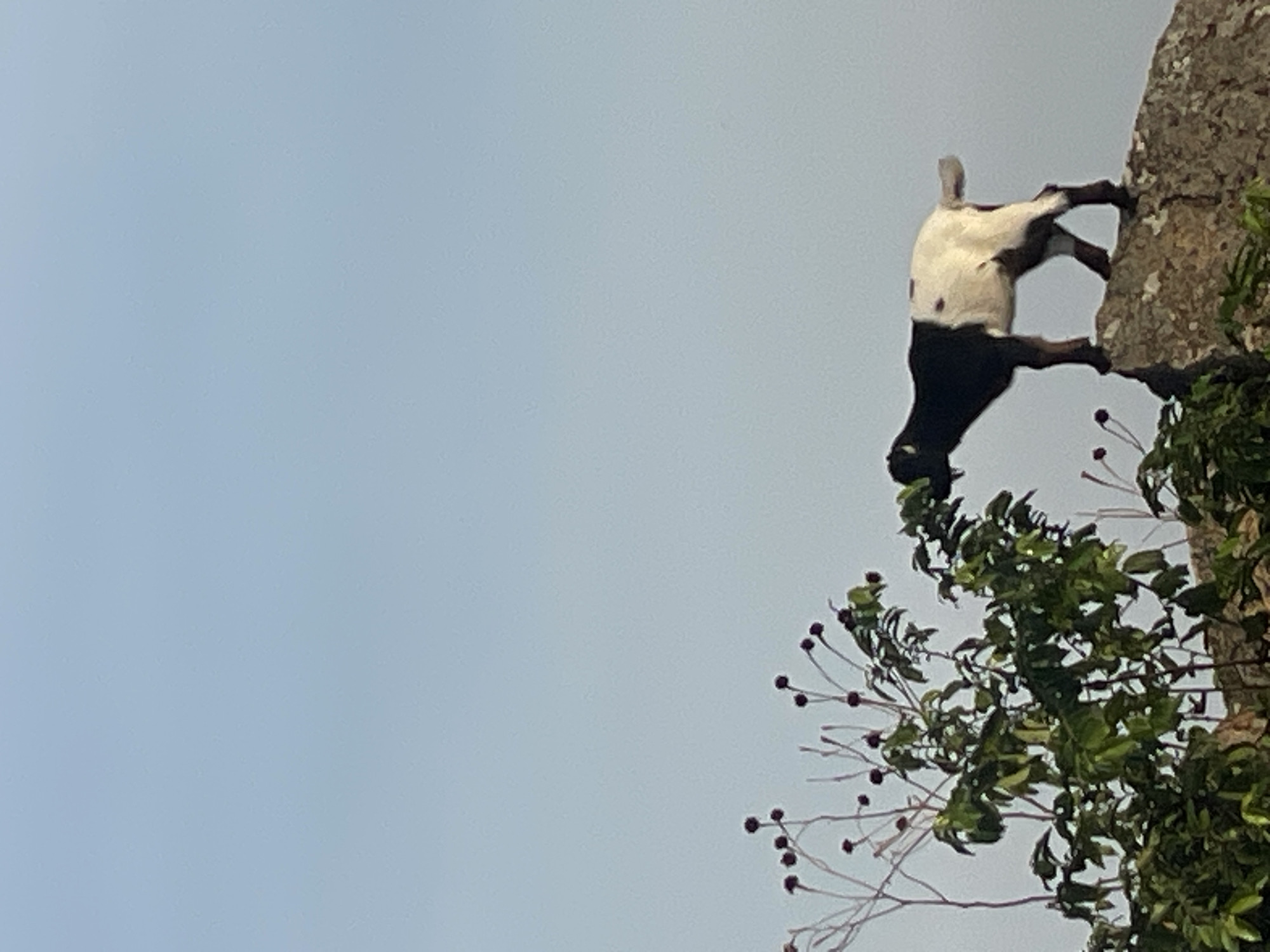 A goat is precariously perched on the edge of a rocky cliff in what appears to be a mountainous area, possibly on the outskirts of Jos, Nigeria. The goat is black and white in color. The goat seems to be eating from the tree. The sky is overcast.