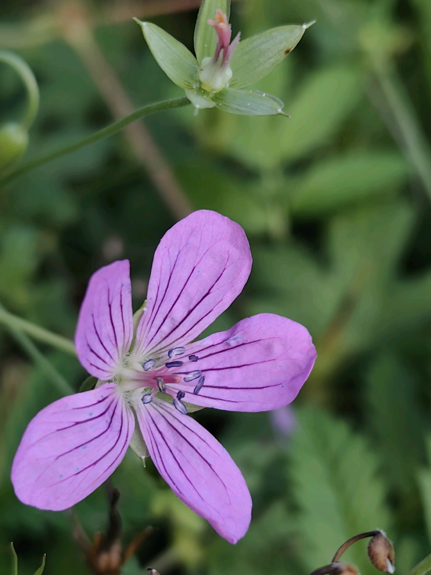 The image captures a close-up view of two small flowers against a blurred green background. The foreground features a vibrant purple flower with five delicate petals, each marked with thin, dark purple veins. The center of this flower reveals stamens tipped with dark blue anthers and a hint of a pink pistil. Slightly above and to the left, a second flower, partially in focus, displays pale green sepals and a pinkish-orange center. The background consists of soft, out-of-focus greenery, suggesting a natural setting such as a garden or park. The image is well-lit, with a shallow depth of field that emphasizes the flowers. The specific location in Jonava, Lithuania cannot be determined from the visual information provided.