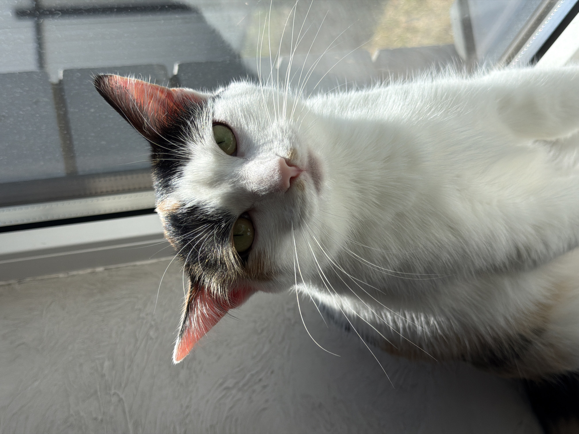 A cat lies near a window, possibly Rossiyskiy, Russia. The cat is mostly white with a black and brown patch on the head. Its eyes are green, and its nose is pink. The cat's whiskers are long and white. The window frame is white and the windowsill appears to be white as well. The cat is resting.