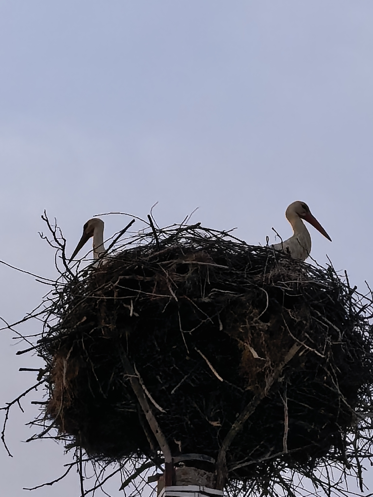 Two white storks with long red beaks are perched in a large, bulky nest made of sticks and twigs. The nest is situated on a tall, indistinct pole structure against a pale sky. The location is Unknown, Unknown.