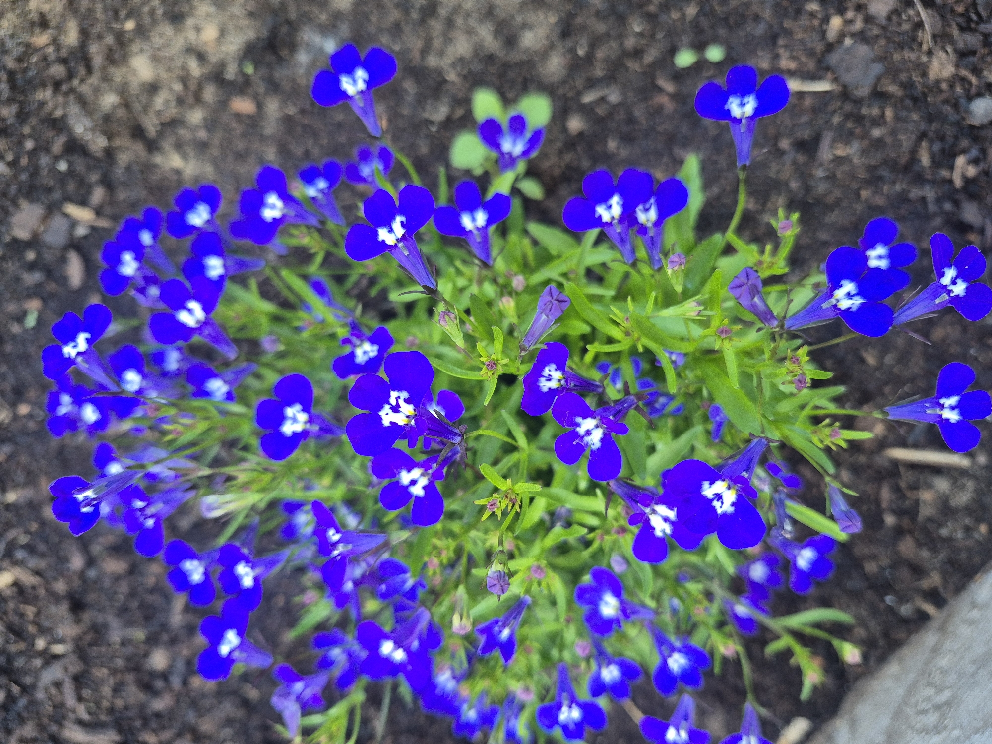 The image shows a cluster of vibrant blue lobelia flowers with white centers, growing outdoors in dark soil. The flowers are small and delicate, with five petals each. They are arranged on thin green stems, interspersed with small, bright green leaves. Some buds are also visible, suggesting the flowers are in bloom or about to bloom. The background is out of focus, showing the texture of the soil, which appears to be a mixture of dark earth and small pebbles or mulch. A hint of a light-colored, possibly concrete or stone edge is visible in the lower left corner. The lighting suggests it is daytime. There are no people or animals present in the image. The scene depicts a small garden area or planter, likely in a natural outdoor setting. The image does not contain any information or context that would allow for the identification of its location within the city of Chaikovsky, Russia.