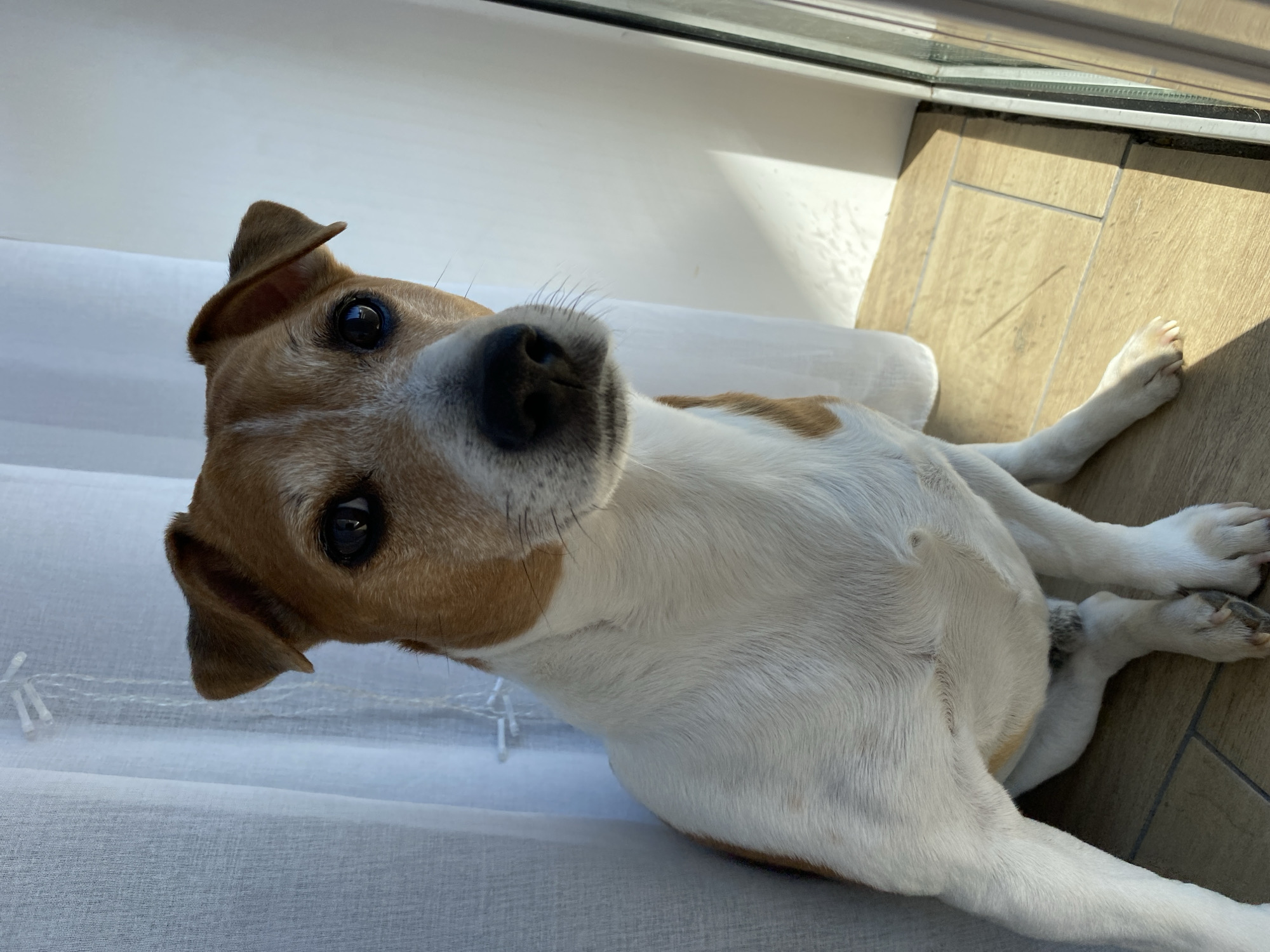 A medium-shot, slightly angled close-up shows a Jack Russell Terrier dog laying on its side indoors. The dog is mostly white with tan markings on its head and ears. The dog's head is tilted upwards towards the camera. It has a black nose and dark, glossy eyes. The dog's body is resting on a white surface, possibly a bed or a cushion. To the right of the dog, there is a tiled floor. A window frame and natural light suggest the scene is near a window. There is no information that places this image in Chaikovsky, Russia.
