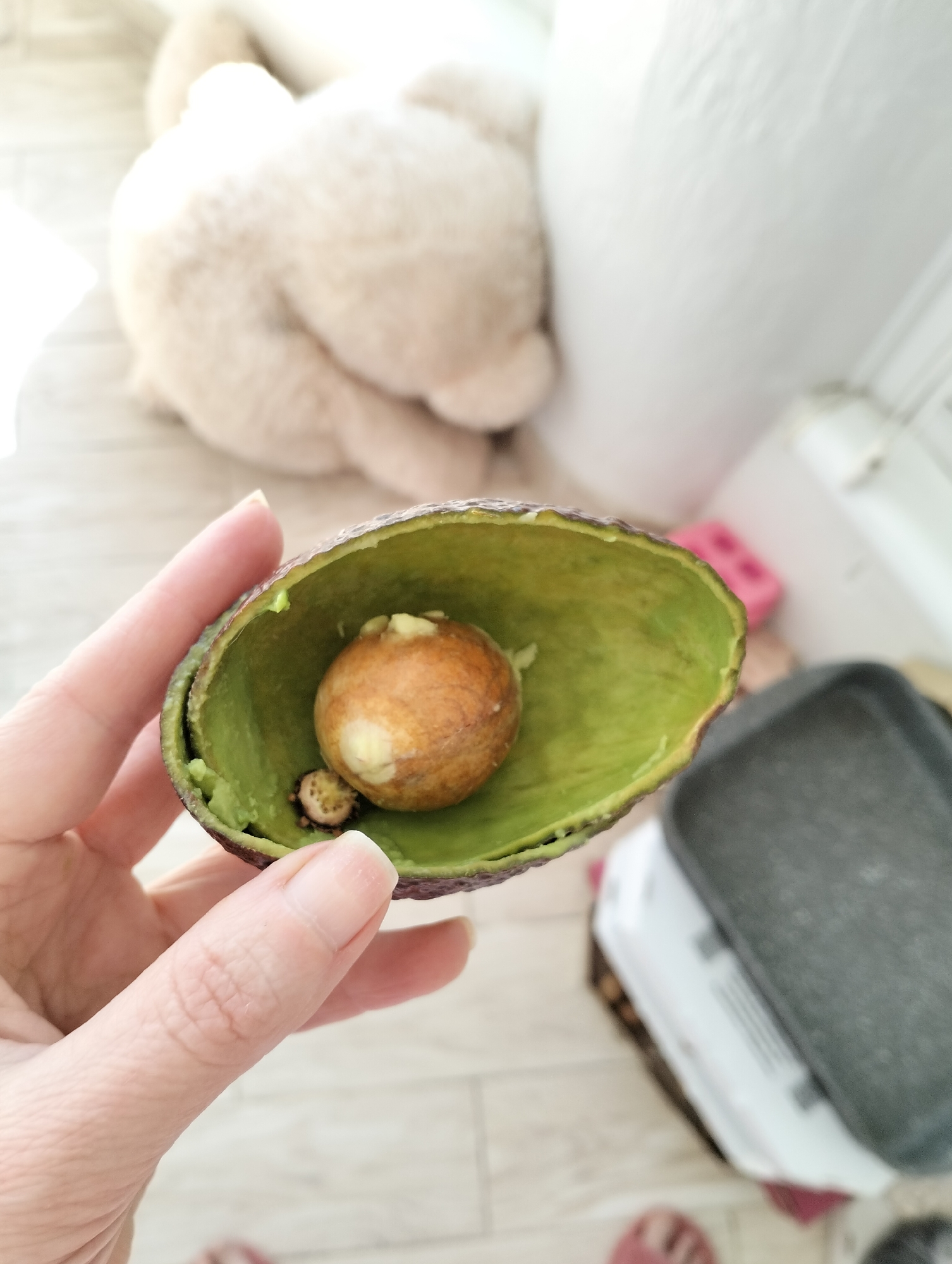 A person holds half of an avocado with the seed still inside. The avocado has a dark green and purple skin, while the flesh is green. The seed is brown and round. In the background, there is a stuffed animal, a white object, and a gray object. The location appears to be indoors. There is no indication of the city of Krykhivtsi, Ukraine.