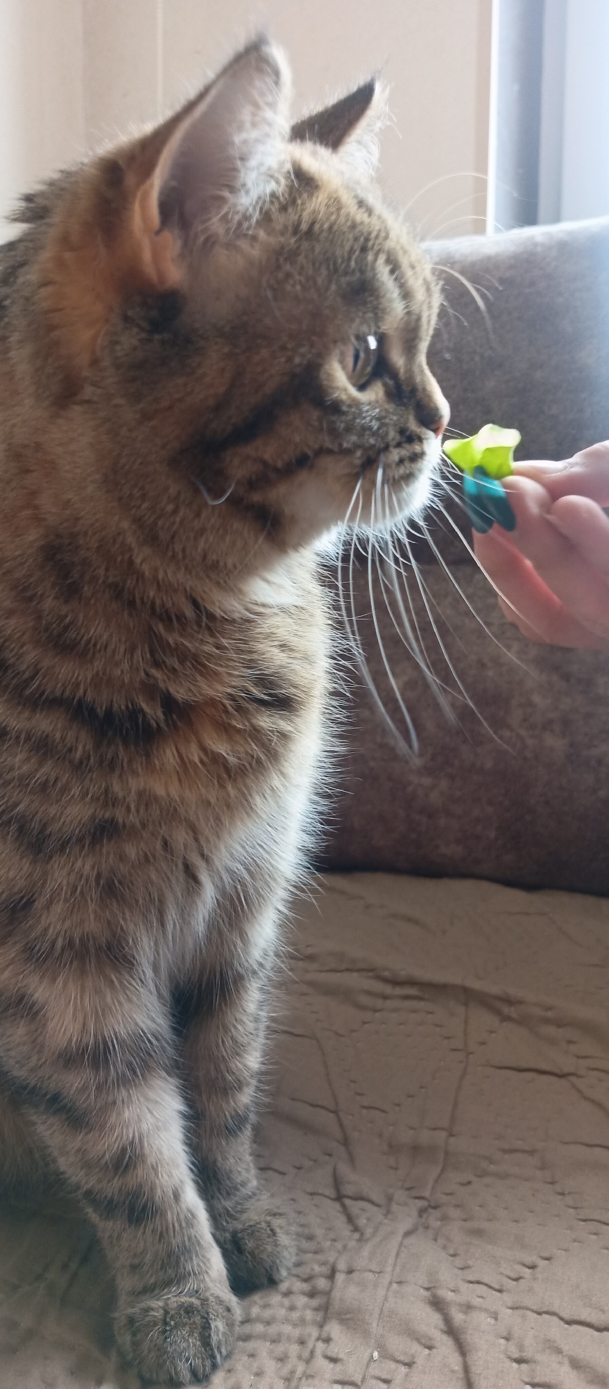 A close-up shot shows a tabby cat sitting on a brown quilted surface. Its head is in profile, facing right. A hand with green and blue polished nails extends towards the cat, offering a small piece of green vegetable. The background consists of a brown sofa or cushion.