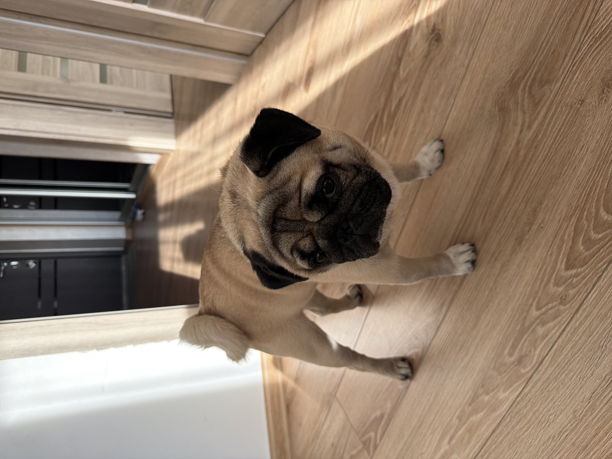 The image shows a pug sitting on a wooden floor. The pug is light brown with a black face and ears. It is looking towards the camera with its head tilted slightly. The floor is made of light-colored wood planks with visible grain. Sunlight is streaming in from the left, casting diagonal shadows across the floor and the pug. In the background, to the left, is a wooden cabinet with some drawers or compartments. The overall scene is indoors, likely a home, given the furniture and flooring. The lighting suggests it is daytime, possibly late morning or afternoon, as the sun is casting strong shadows. There is no visible text in the image.