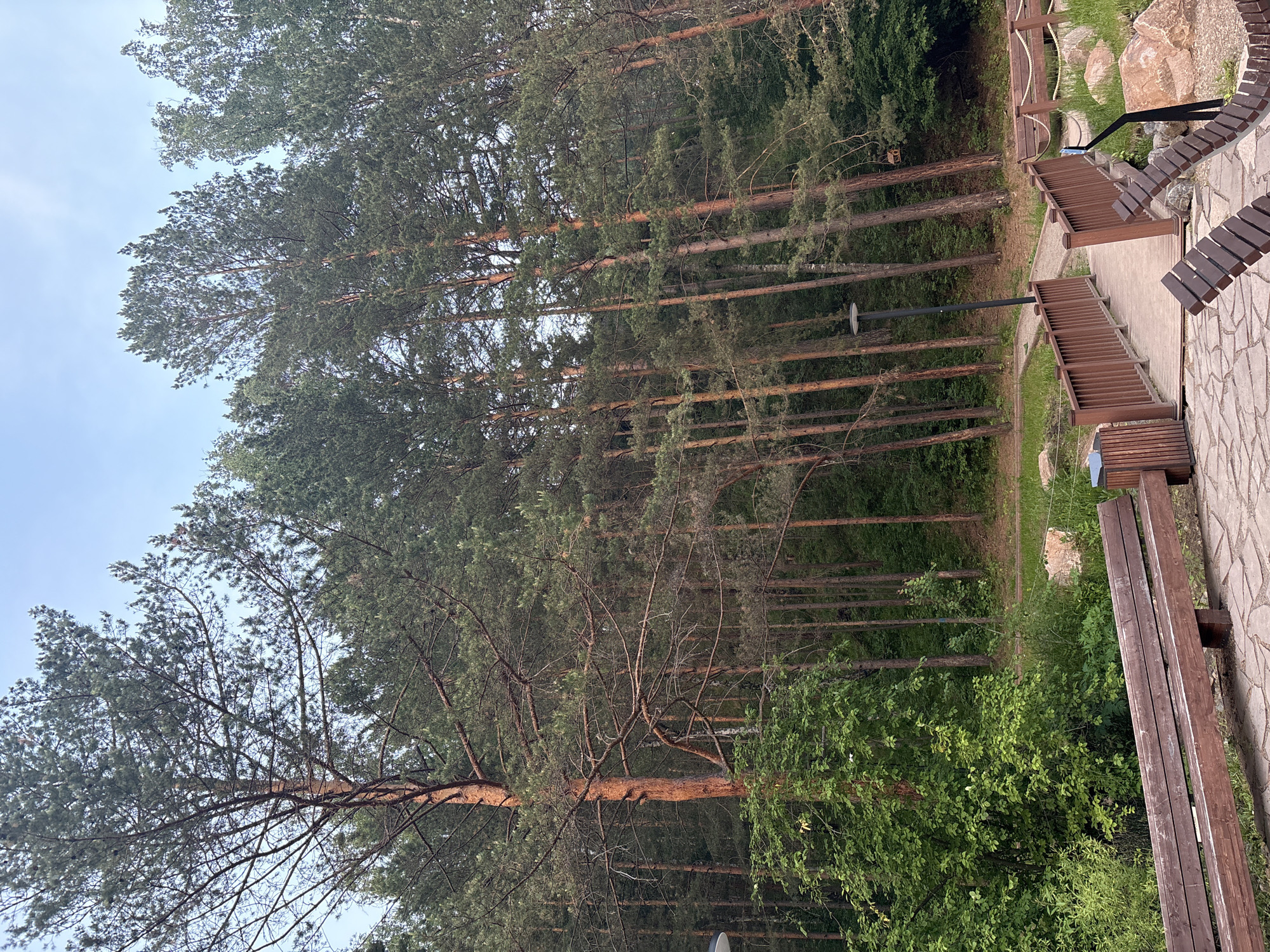 The image depicts a serene outdoor scene in Krasnoyarsk, Russia. The primary subjects are tall pine trees, densely packed and stretching upwards, creating a natural canopy. Beneath the trees, there's a paved walkway with wooden benches and railings, suggesting a park or recreational area. The setting is a forest, with lush green foliage and a clear sky peeking through the branches.
The time of day appears to be late afternoon or early evening, as indicated by the soft, diffused light. The weather seems pleasant, with no signs of rain or strong winds. The overall mood is peaceful and tranquil, inviting relaxation and contemplation.
Notable details include the rustic design of the benches and railings, made of dark wood, and the stone-paved pathway. There are no people visible in the image, emphasizing the quiet solitude of the location. The image is oriented vertically, giving a sense of height and immersion in the forest. No text is visible in the media file.