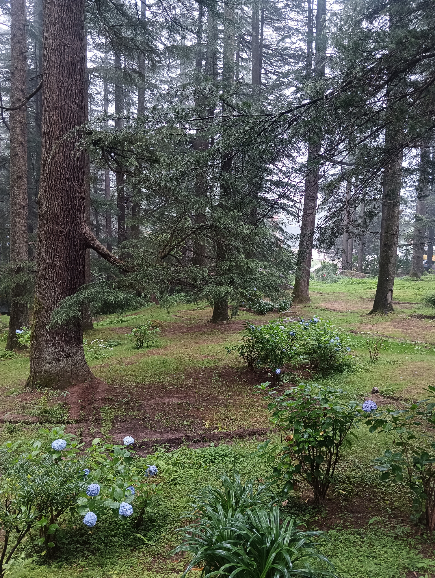The image depicts a serene forest clearing in Manali, India, characterized by tall, mature coniferous trees with thick trunks and a dense canopy of needles. The ground is covered in a carpet of lush green grass and foliage, with patches of exposed brown earth and some leaf litter. Several bushes with clusters of vibrant blue hydrangeas are scattered throughout the scene, adding pops of color to the otherwise green and brown landscape. In the foreground, a large tree trunk dominates the left side of the frame, its rough bark textured and imposing. The overall atmosphere is tranquil and natural, suggesting a peaceful, outdoor setting in a mountainous region. The lighting indicates an overcast or misty day, softening the colors and creating a diffused ambiance. No people or animals are visible in the frame.