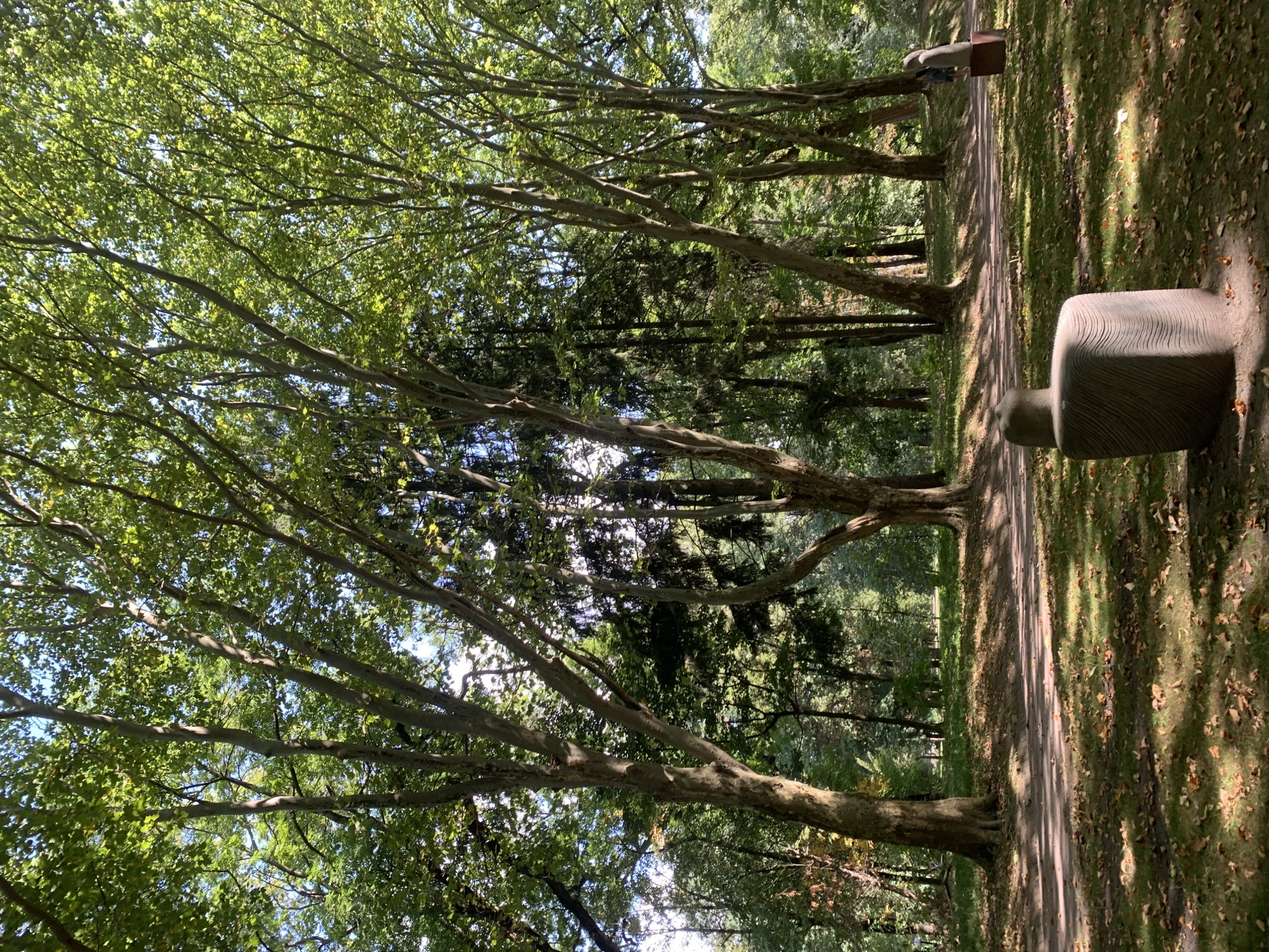 The image depicts a park scene in Lviv, Ukraine, with a pathway winding through tall trees. In the foreground, a textured stone sculpture resembling a seat is positioned on a grassy area dotted with fallen leaves. Further down the pathway, another abstract sculpture is visible, with a person standing near it. The trees are lush with green leaves, suggesting a season of growth, and sunlight filters through the canopy, casting dappled shadows on the ground. The overall atmosphere is serene and natural.
