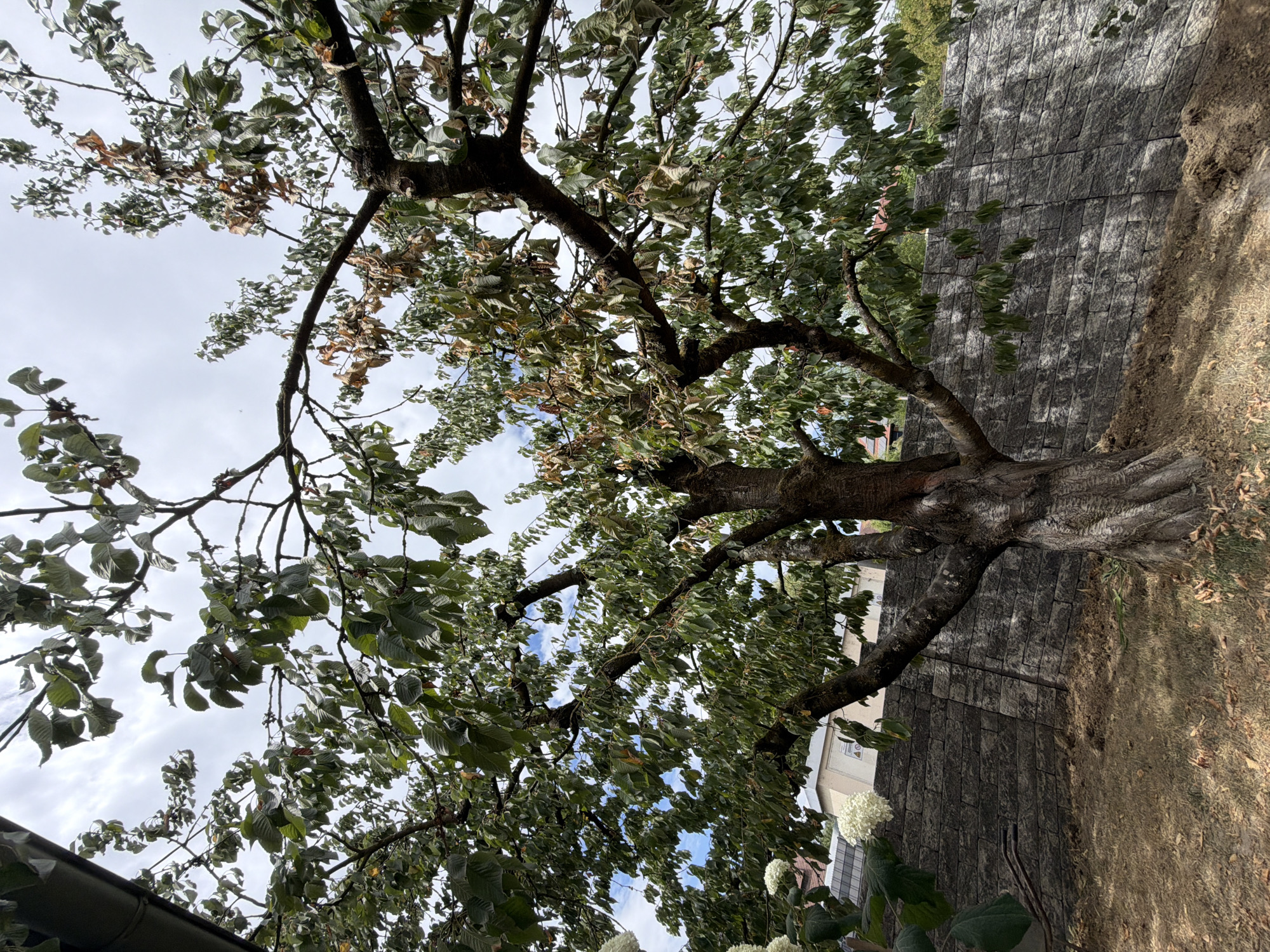 An outdoor, eye-level, medium shot captures a mature tree with a thick, gnarled trunk and a wide canopy of green and brown leaves. The tree is positioned in a garden area with dry, brown grass and scattered fallen leaves on the ground. Behind the tree, a tall, grey stone retaining wall is visible, constructed from interlocking rectangular blocks. In the background, beyond the wall, a few buildings with grey roofs and light-colored facades can be seen, nestled amongst green foliage. The sky above is overcast with patches of blue peeking through. The overall scene suggests a natural outdoor setting, possibly a backyard or park area, with evidence of dry conditions.