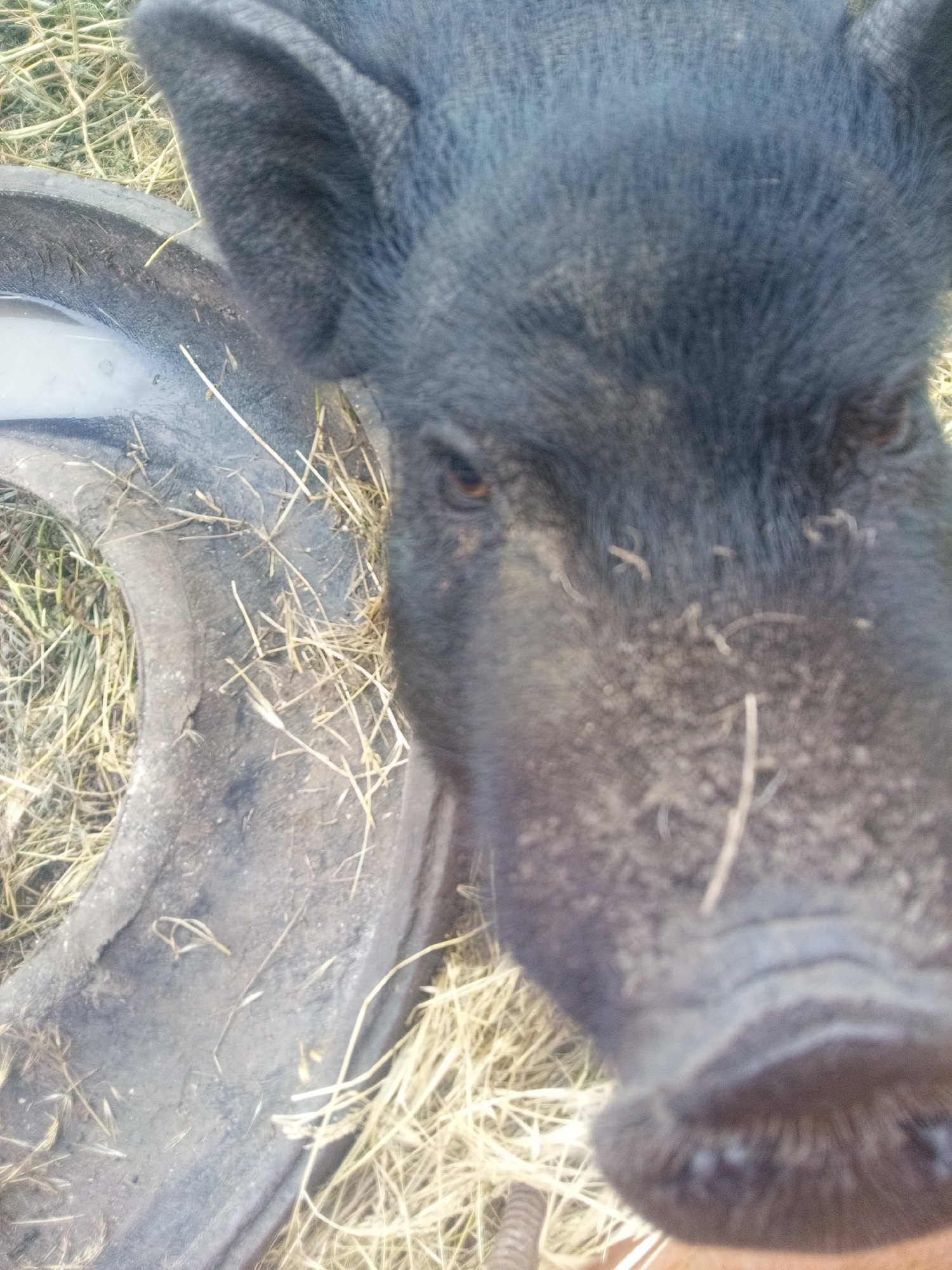 A black pig is captured in a close-up, high-angle view, occupying the right side of the frame in Zelenyi Hai, Ukraine. The pig's dark fur shows traces of light-colored dirt, particularly on its snout. Its dark eyes are directed towards the viewer. To the pig's left, a dark, heavy-duty tire segment, likely repurposed, serves as a container, holding a small quantity of light-colored liquid. The ground surface around the pig and tire is covered with dry, light-toned hay and sparse vegetation.