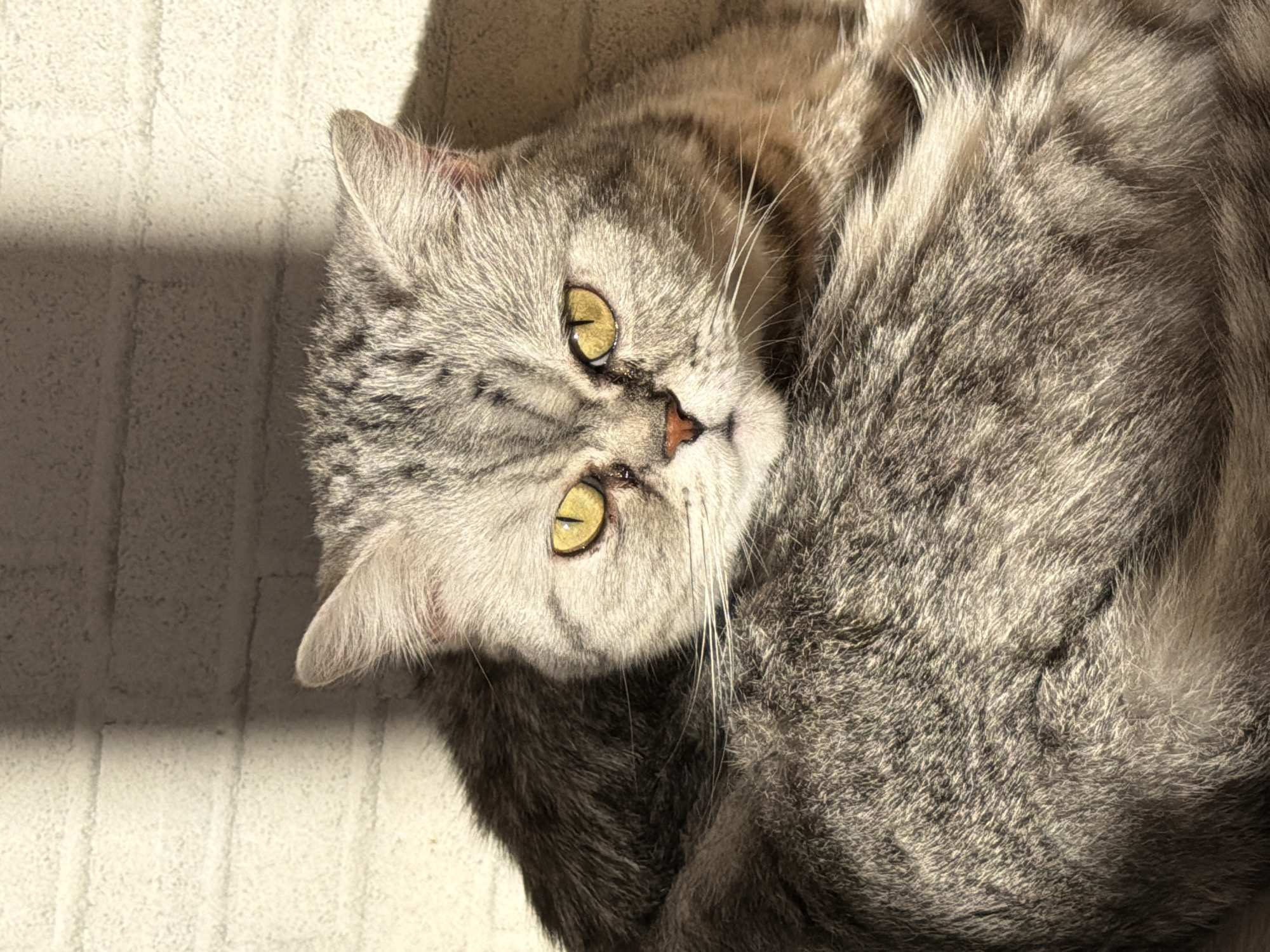 A gray tabby cat with yellow eyes is lying on a light-colored surface. The cat is curled up with its head tilted towards the camera. The left side of the image is lit by sunlight, casting shadows on the surface. The cat's fur is dense and appears soft. No people or other objects are visible. It is not possible to identify the location as Chaikovsky, Russia, from the image.