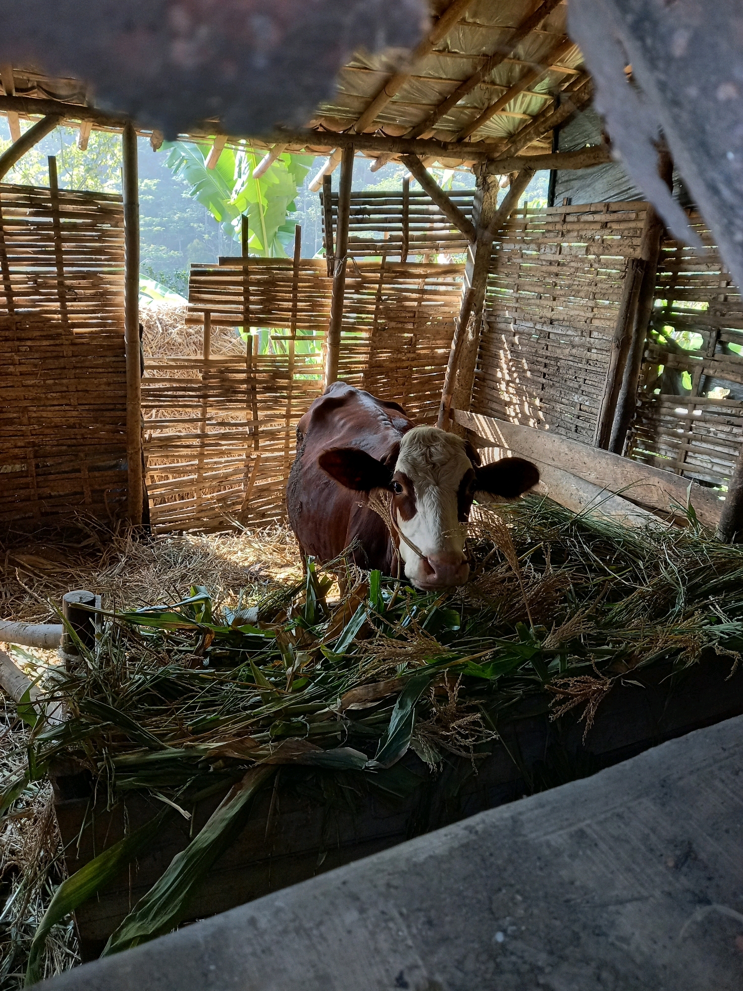 An overhead shot captures a brown and white cow standing in a rustic, open-air enclosure made of bamboo and wood. The enclosure's roof appears to be thatched and plastic sheeting. The cow is facing the camera, with its head slightly lowered as it eats a pile of green vegetation and straw. The background shows a dense green forest with banana trees, suggesting a rural or semi-rural setting. The light filtering into the enclosure indicates it is daytime.