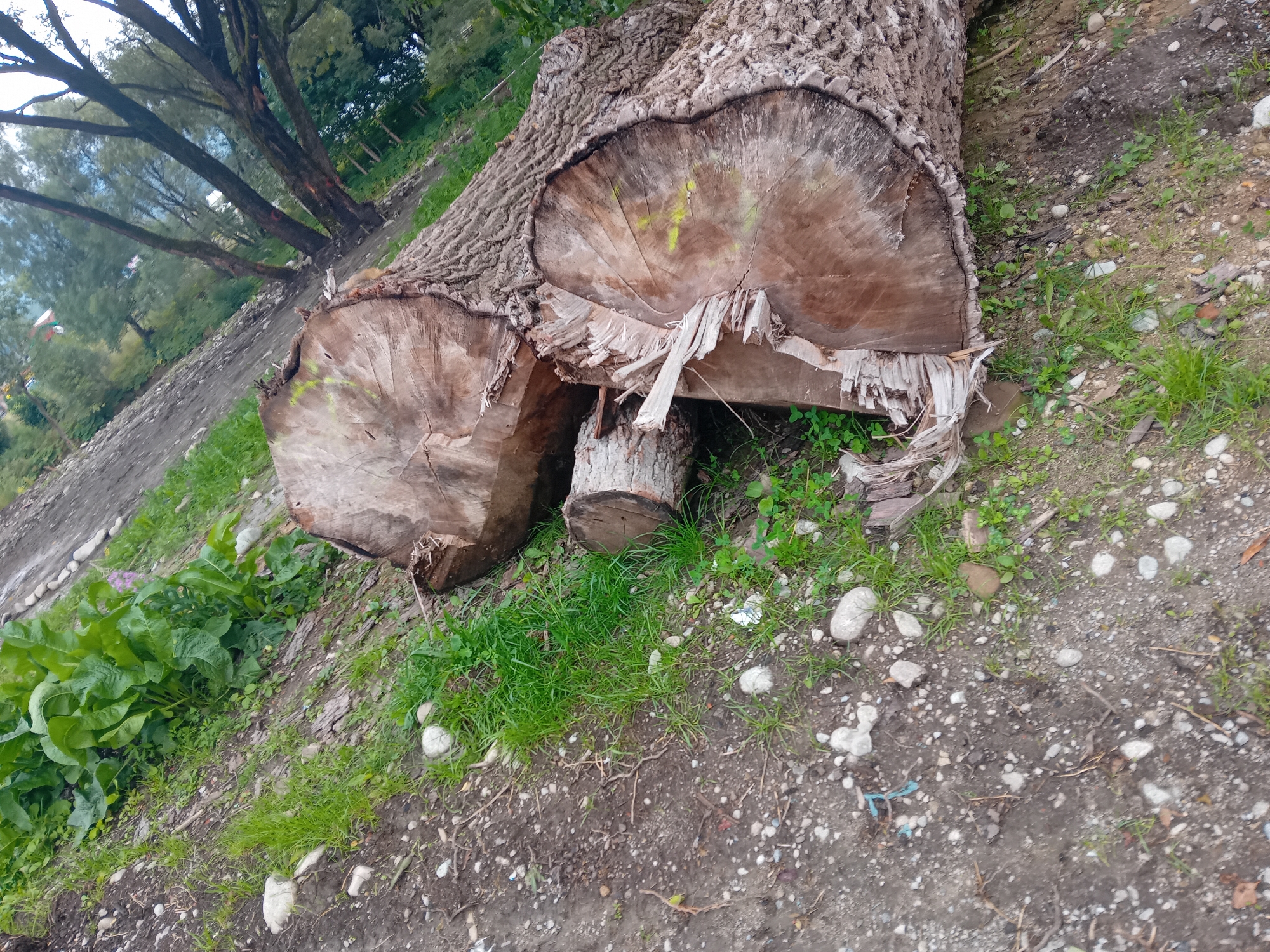 The image depicts a natural outdoor scene, likely in a wooded or park-like area. Two large, fallen tree trunks are prominently featured, lying on the ground amidst patches of grass and soil. The trunks appear to have been recently cut, with visible rings and rough, splintered edges on the exposed surfaces. One trunk is larger than the other, and both are weathered, showing signs of age and exposure to the elements. The surrounding environment consists of greenery, including trees in the background and smaller plants growing around the fallen logs. The ground is a mix of dirt, small stones, and sparse vegetation. There are no people or animals visible in the image, nor any signs of human activity beyond the cut logs. The overall impression is one of a natural landscape that has been altered by the felling of trees. The image was taken in the municipality of Habovka, Slovakia.