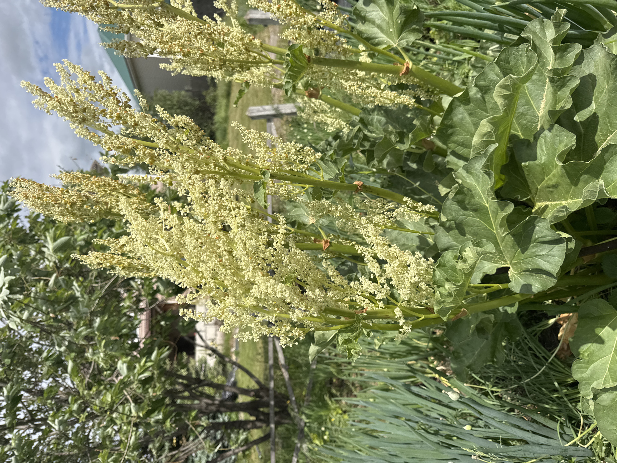 The image shows a close-up of rhubarb plants with tall, flowering stalks in a garden setting. The rhubarb leaves are large and green, with ruffled edges. The flowers are small and clustered, with a creamy yellow color. In the background, there are trees, a wooden fence, and buildings, suggesting a rural or suburban environment. The sky is partly cloudy. There are also some green onions or chives growing in the foreground to the left of the rhubarb. The scene is well-lit, indicating it was taken during daylight. The location is stated to be Khomutovo, Russia.