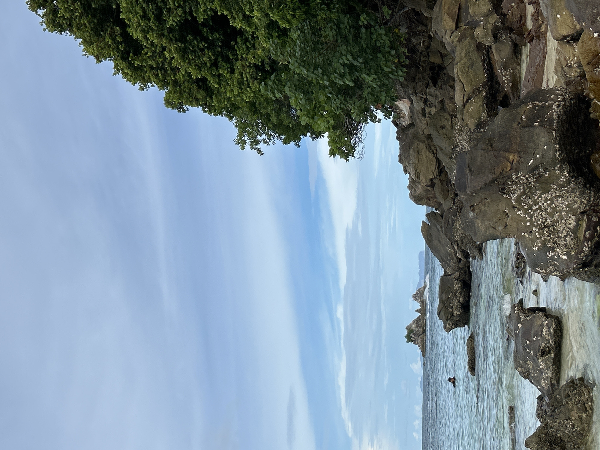 A person is swimming in the ocean near a rocky coastline with trees. The sky is blue with some clouds. The sun appears to be shining, suggesting it is daytime. The water is clear and calm. The rocks are covered in barnacles. The trees are green and lush. The scene is peaceful and serene. The location appears to be a tropical or subtropical coastal area.