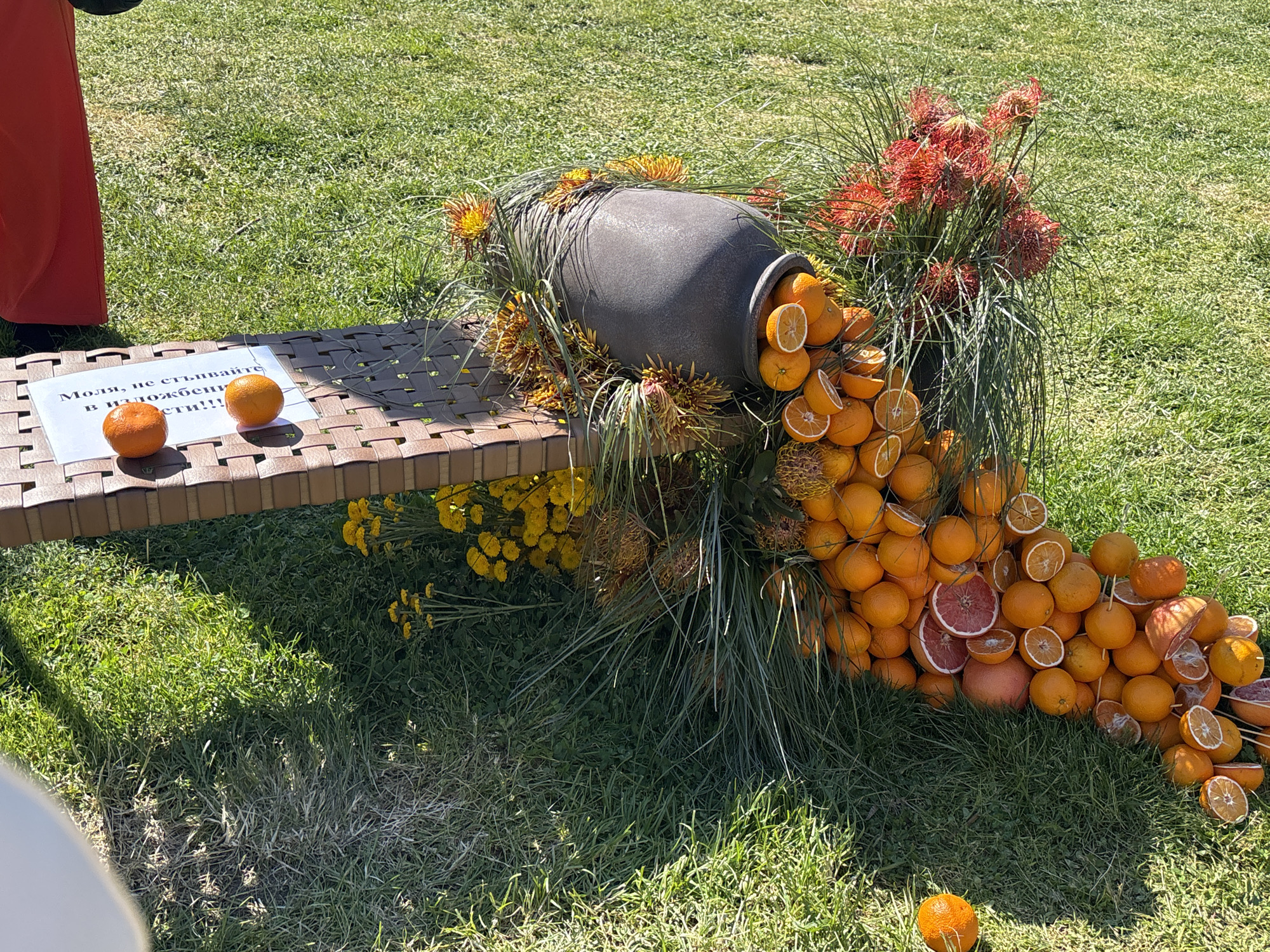 Outdoors on green grass sits a brown lattice bench, upon which rests a sign in a foreign language and two oranges. A tipped-over gray clay pot lies on its side on the bench, spilling out oranges and flowers onto the grass. A person in red pants stands next to the bench. The location is likely Burgas, Bulgaria.