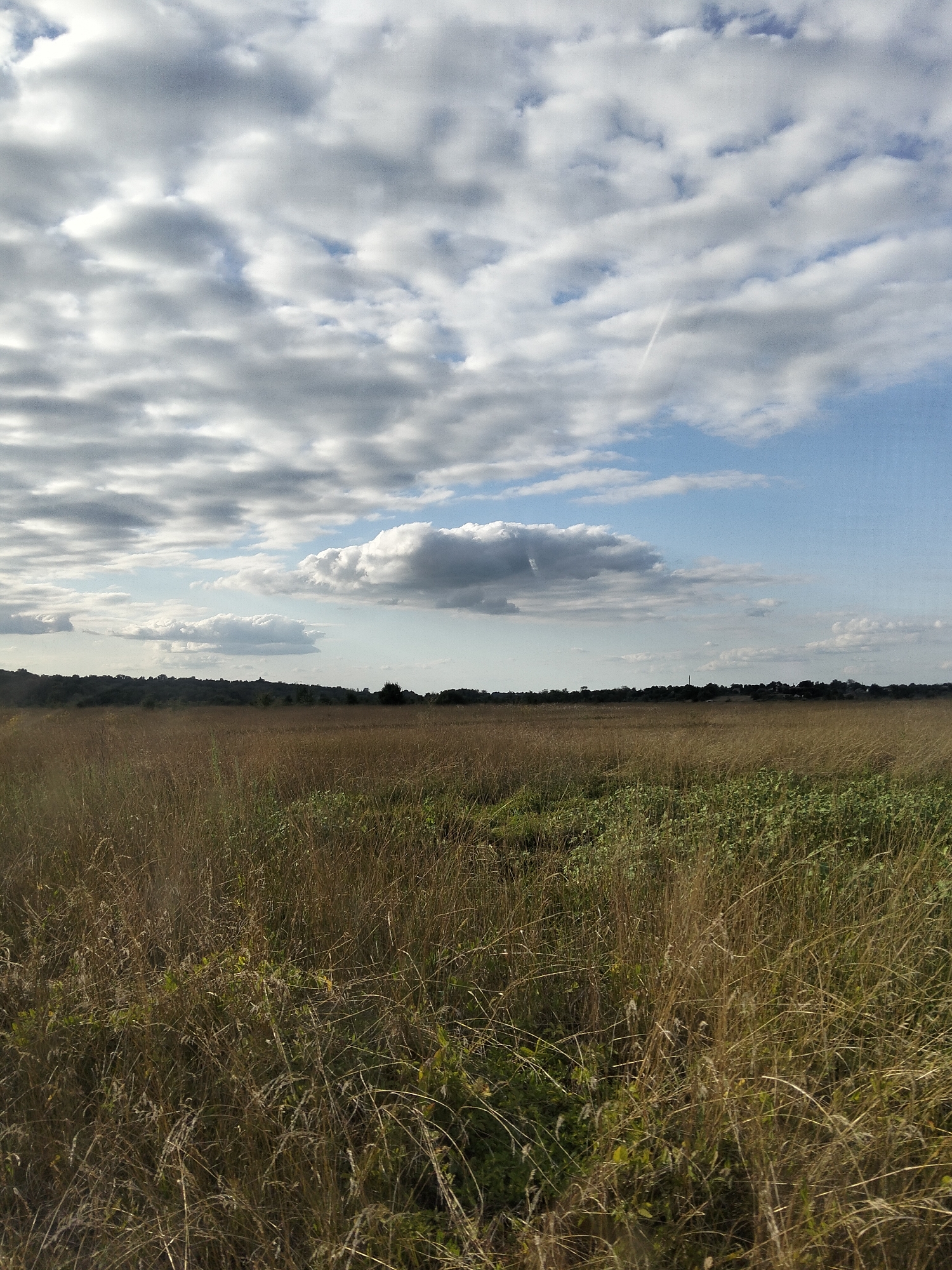 The image depicts a wide, flat landscape under a cloudy sky. In the foreground, tall, dry grass and some green vegetation cover the ground, extending towards a distant treeline that forms the horizon. The treeline is dense and appears to be a forest or a line of trees marking the edge of a field or property. The sky is a mix of blue patches and numerous clouds, ranging from light and wispy to darker, more solid formations. There is a faint contrail visible in the upper right portion of the sky. The overall scene is natural and undeveloped, with no visible structures or human activity. The location is identified as Ustyvytsya, Ukraine.