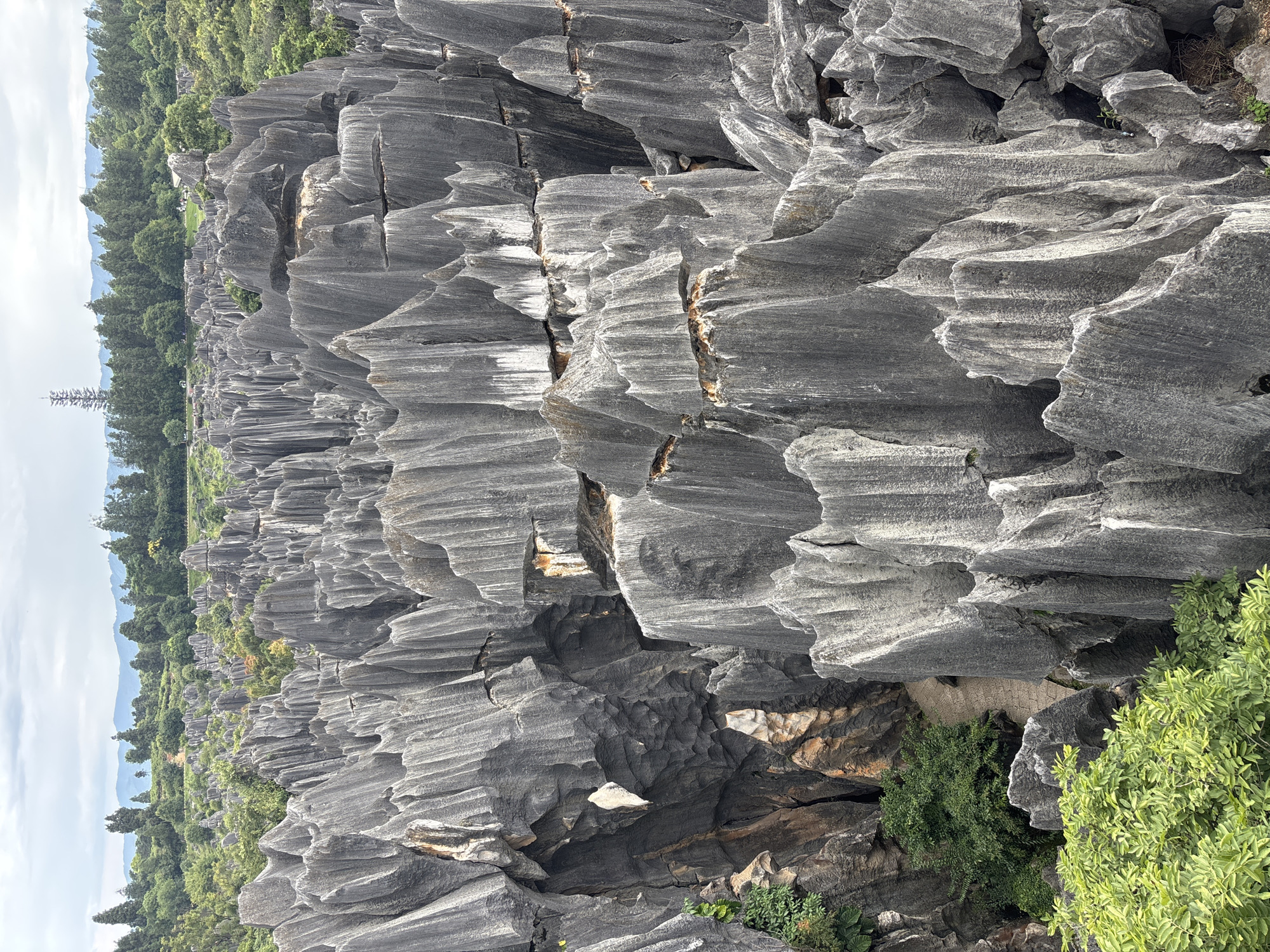 The image depicts a vast limestone karst landscape characterized by towering, sharp, and intricately sculpted rock formations. These formations, appearing grey and weathered, are densely packed, creating a maze-like environment. In the foreground, lush green vegetation thrives at the base of the rocks, with some plants also clinging to crevices within the formations. A narrow, paved pathway winds through the landscape, suggesting a tourist or park setting. In the background, a line of trees forms a distant horizon, backed by rolling hills and a cloudy sky. The scene is likely the Stone Forest (Shilin), a UNESCO World Heritage site located in Kunming, China, renowned for its unique geological formations. No people are actively visible within the frame.