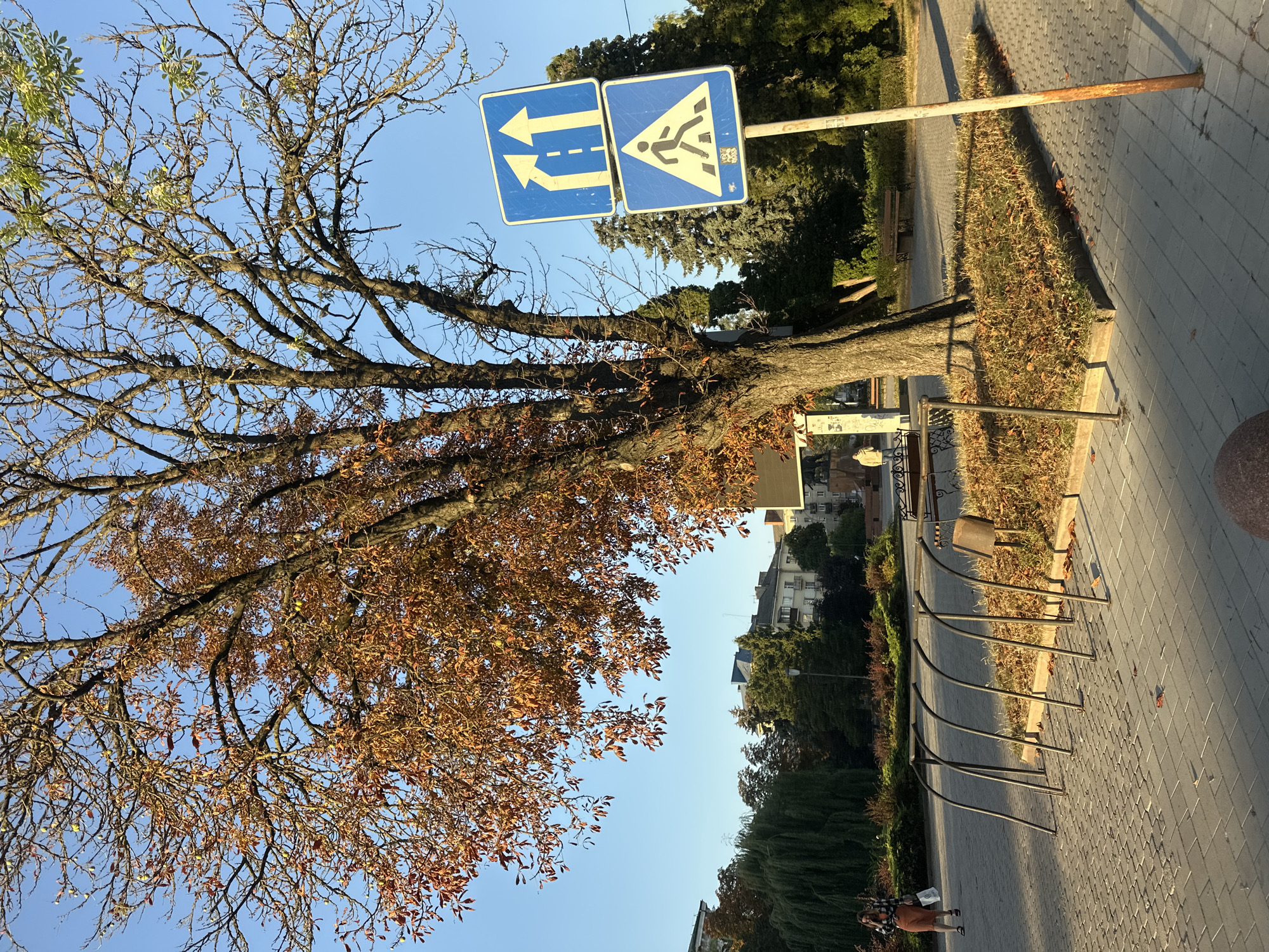 The image shows a public area in Ternopil, Ukraine, on a sunny day. A large tree with autumn foliage dominates the left side of the frame. Two blue traffic signs are mounted on a pole to the right of the tree. The top sign indicates traffic lanes with arrows pointing upwards, suggesting a multi-lane road ahead. The bottom sign is a pedestrian crossing symbol, depicting a person walking across a striped path.
In the foreground, a paved area with interlocking brick patterns leads to a row of metal bicycle racks. Some dry leaves are scattered on the grass around the base of the tree and on the pavement. In the background, there are buildings, green trees, and a weeping willow tree. A woman is walking on the paved area to the left, carrying a white bag and using her phone. Another person is visible in the distance near a bench. The sky is clear and blue.