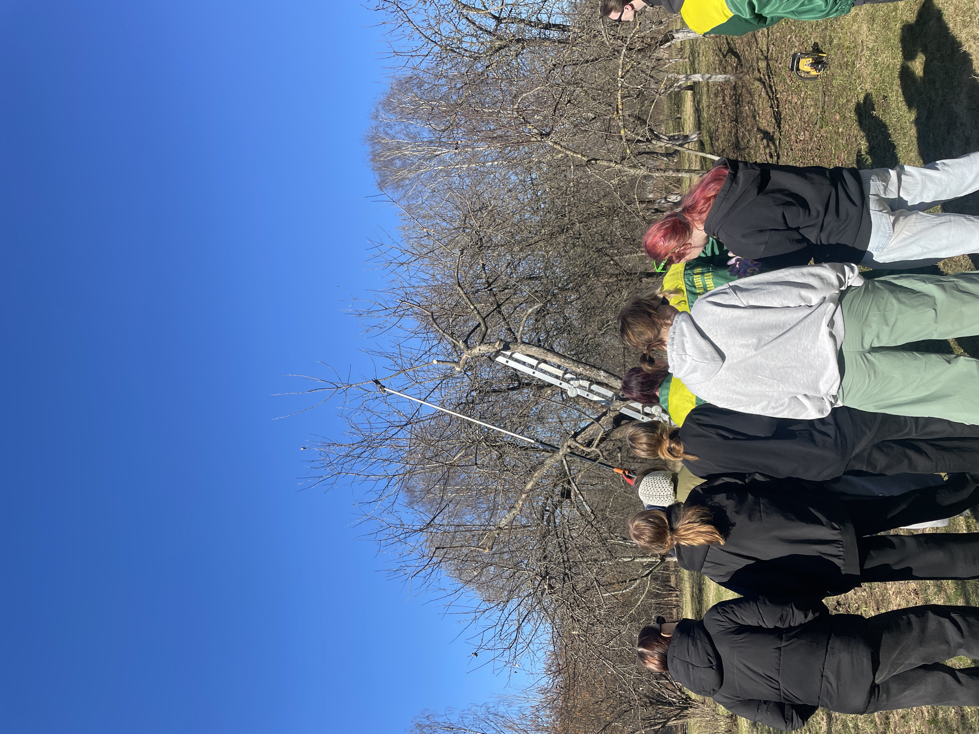 A group of people are gathered outdoors, likely in an orchard or park, observing someone using a pole saw to prune a tree. The sky is clear and blue. The trees are bare, suggesting it is late fall or winter. There is a ladder propped against a tree. A yellow chainsaw sits on the ground behind some of the group. The people appear to be of varying ages and are dressed in casual attire. Location cannot be determined from the image.