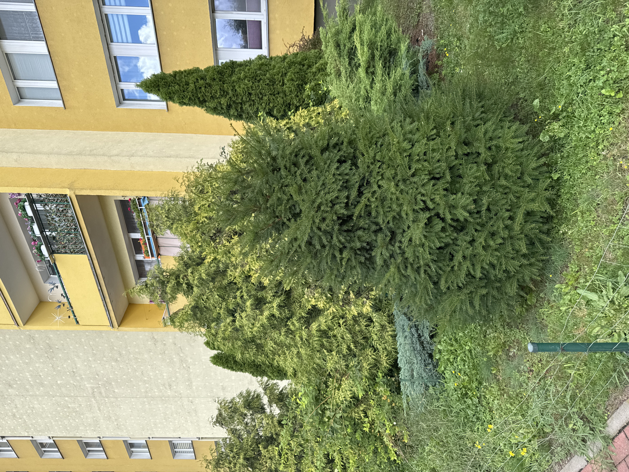 The image depicts a residential building with a yellow facade, characterized by multiple windows and balconies adorned with planters. In the foreground, a variety of coniferous trees and shrubs are arranged in a garden setting. The ground is covered with grass and a wire fence. A green metal pole is visible in the lower left quadrant of the image. The scene is likely located in the city of Szczecin, Poland, given the architectural style and vegetation.