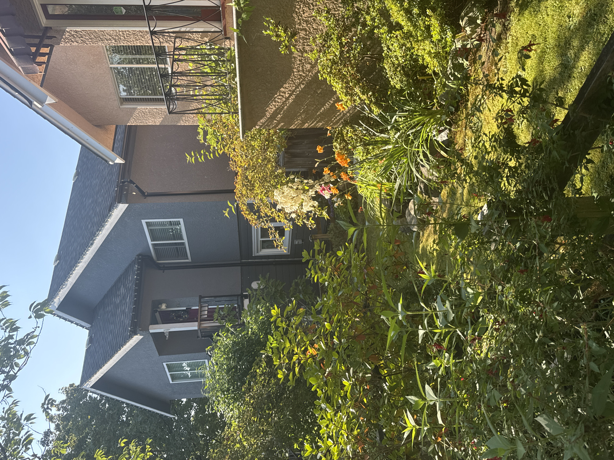 This image shows the exterior of two adjacent townhouses in Vancouver, Canada, on a sunny day. The townhouse on the left is painted a dark gray and has a pitched roof with dark shingles. It features white-trimmed windows and a small porch with a railing and a red door. The townhouse on the right is painted a light brown and also has a pitched roof. It has a balcony with a black wrought-iron railing and a similar light brown stucco exterior.
The foreground of the image is filled with lush, green vegetation, including bushes, flowering plants with orange and white blooms, and tall, leafy plants. Sunlight filters through the leaves, casting dappled shadows on the grass and plants. A wooden fence post is visible in the lower part of the frame. The background shows trees and a clear blue sky. The scene appears to be residential, likely a backyard or side yard area.