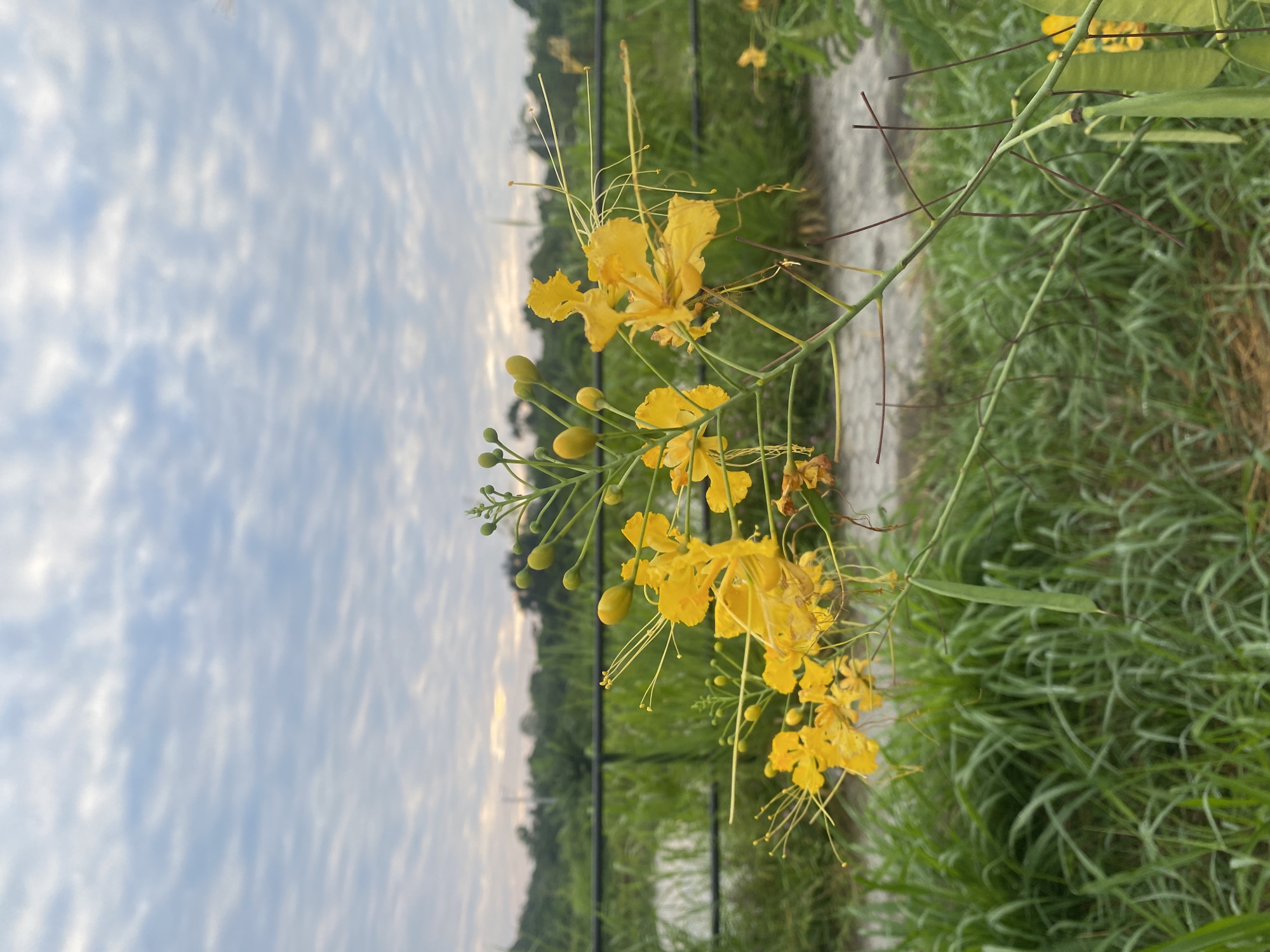 An outdoor photograph captures a branch laden with vibrant yellow flowers, likely a species of Caesalpinia (such as Peacock Flower or Dwarf Poinciana), extending across the frame. The blossoms feature ruffled petals and prominent, elongated yellow stamens that project noticeably from the center. Alongside the open flowers, numerous small, spherical green buds are visible, indicating ongoing growth and bloom. Some slender, elongated green seed pods are also present on the plant's branches.
The background on the left reveals a soft, partly cloudy sky with diffused white clouds against a pale blue hue, suggesting either early morning or late afternoon light. Below the sky, a distant horizon line shows a strip of dark green foliage, possibly trees or dense vegetation. A dark, horizontal fence or railing spans the middle ground, separating the distant landscape from the closer elements. The right and bottom portions of the image are filled with lush green grass, while a grey paved pathway or curb is visible along the lower edge, leading into the depth of the scene.
The lighting is gentle and ambient, contributing to a peaceful and serene atmosphere. No specific activity or event is taking place; the image focuses on the natural beauty of the flowering plant within its setting. There is no visible text. The location context for this scene is Davao City, Philippines.